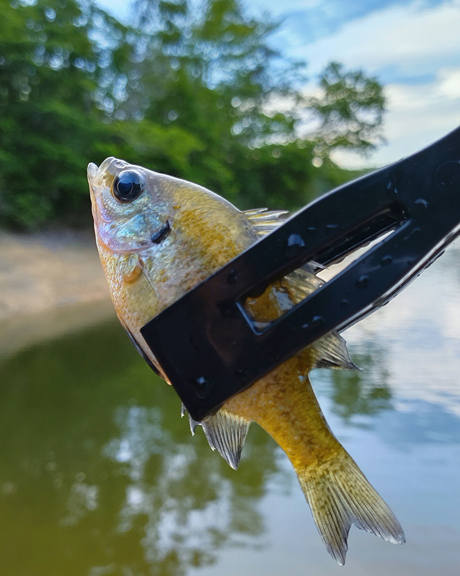 Ikan yang dipegang oleh penjepit hitam dengan latar belakang hijau