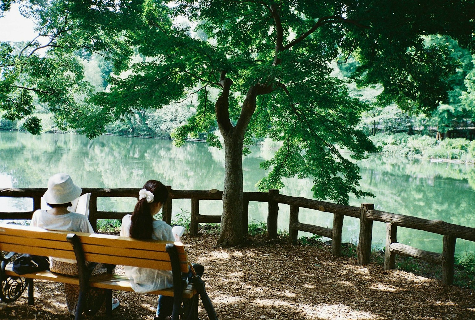 静かな公園の池のほとりでベンチに座る二人の女性 緑豊かな木々と穏やかな水面
