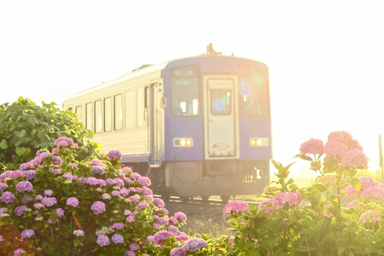 Tàu đi qua những bông hoa nở rộ dưới ánh nắng
