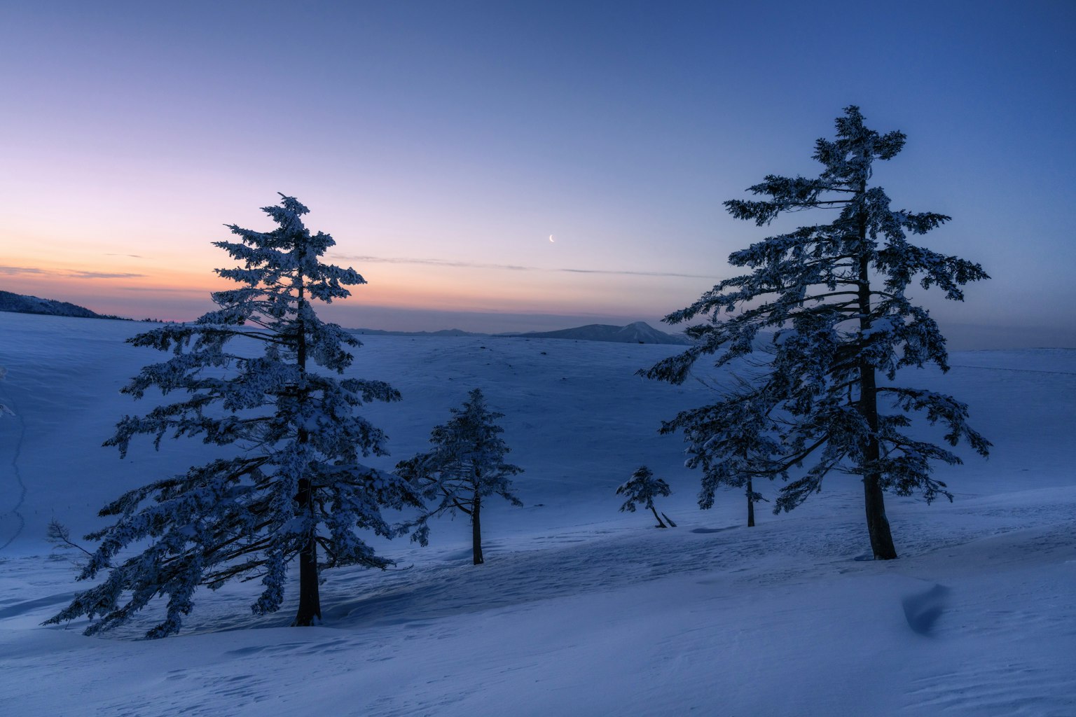 冬季景观，雪覆盖的树木和黄昏的天空