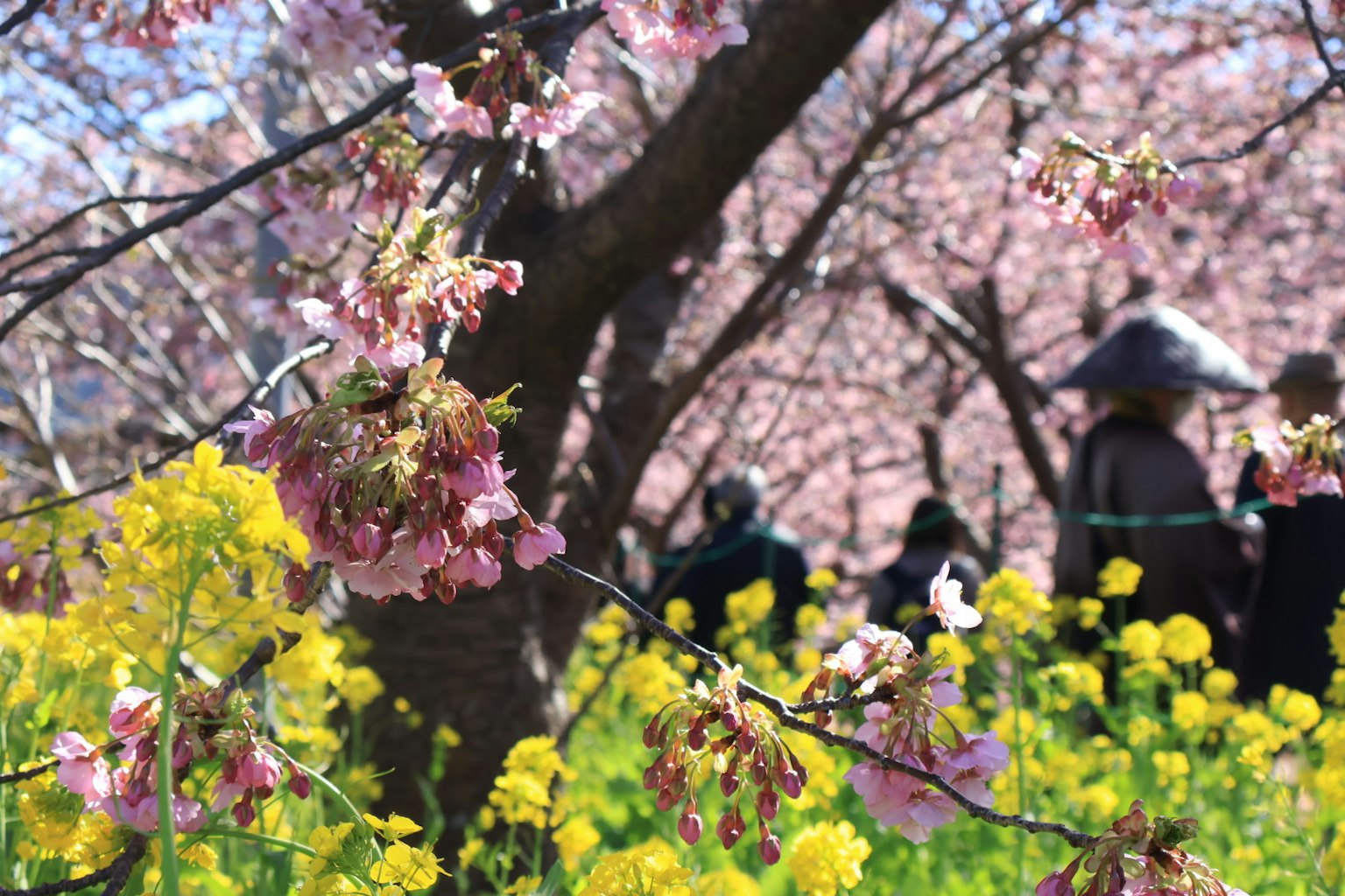 Cherry blossoms and rapeseed flowers in bloom with blurred figures in the background