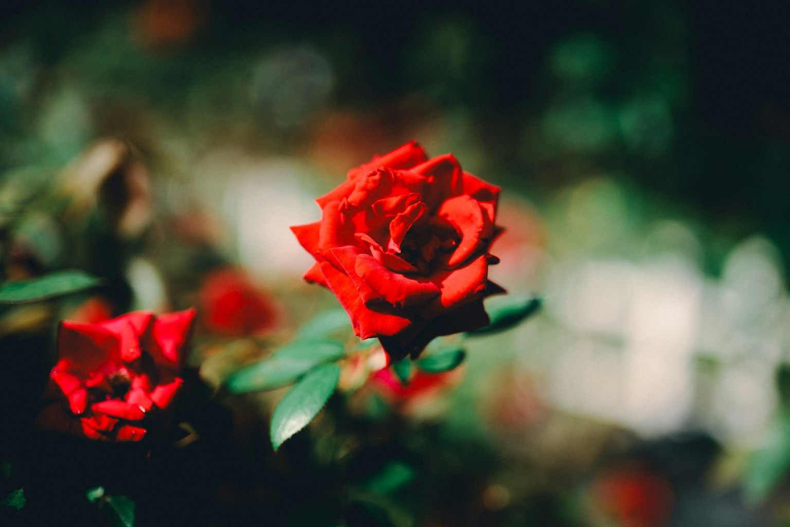 Lebendige rote Rosenblüte hebt sich von grünen Blättern ab