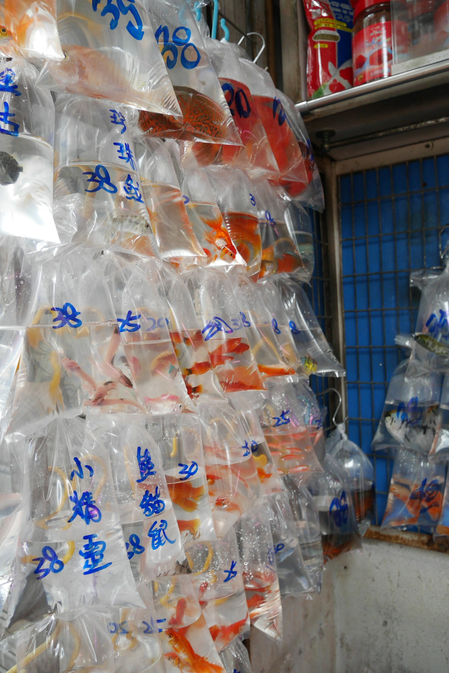 Interior toko dengan ikan mas dalam kantong plastik transparan