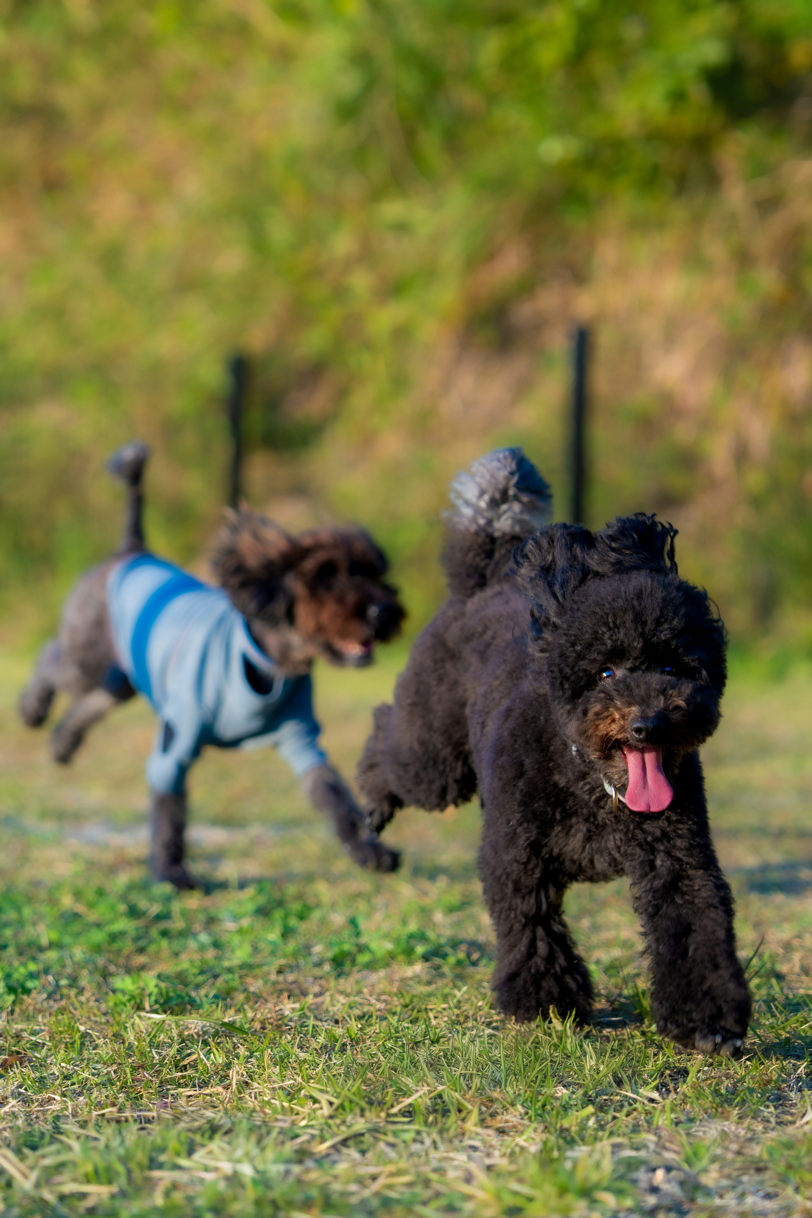 草地を楽しそうに走る犬たち
