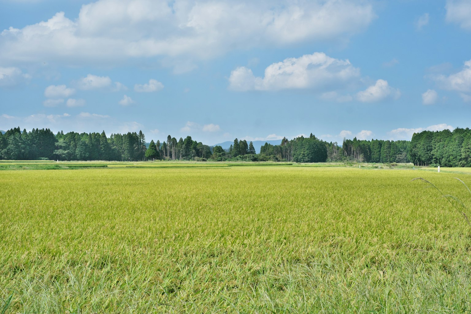Campo di riso verde rigoglioso sotto un cielo blu chiaro