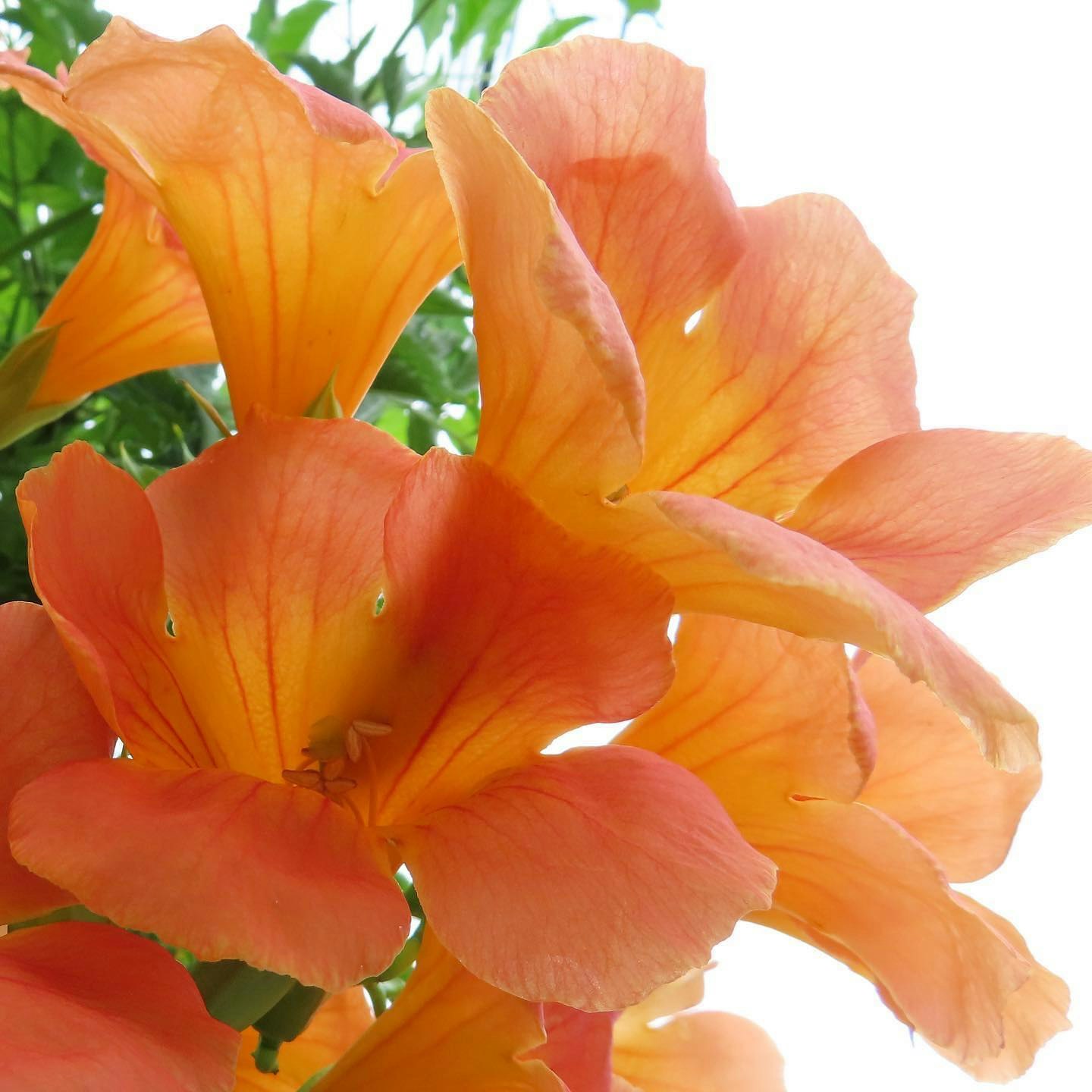 オレンジのハイビスカスの花のクローズアップ