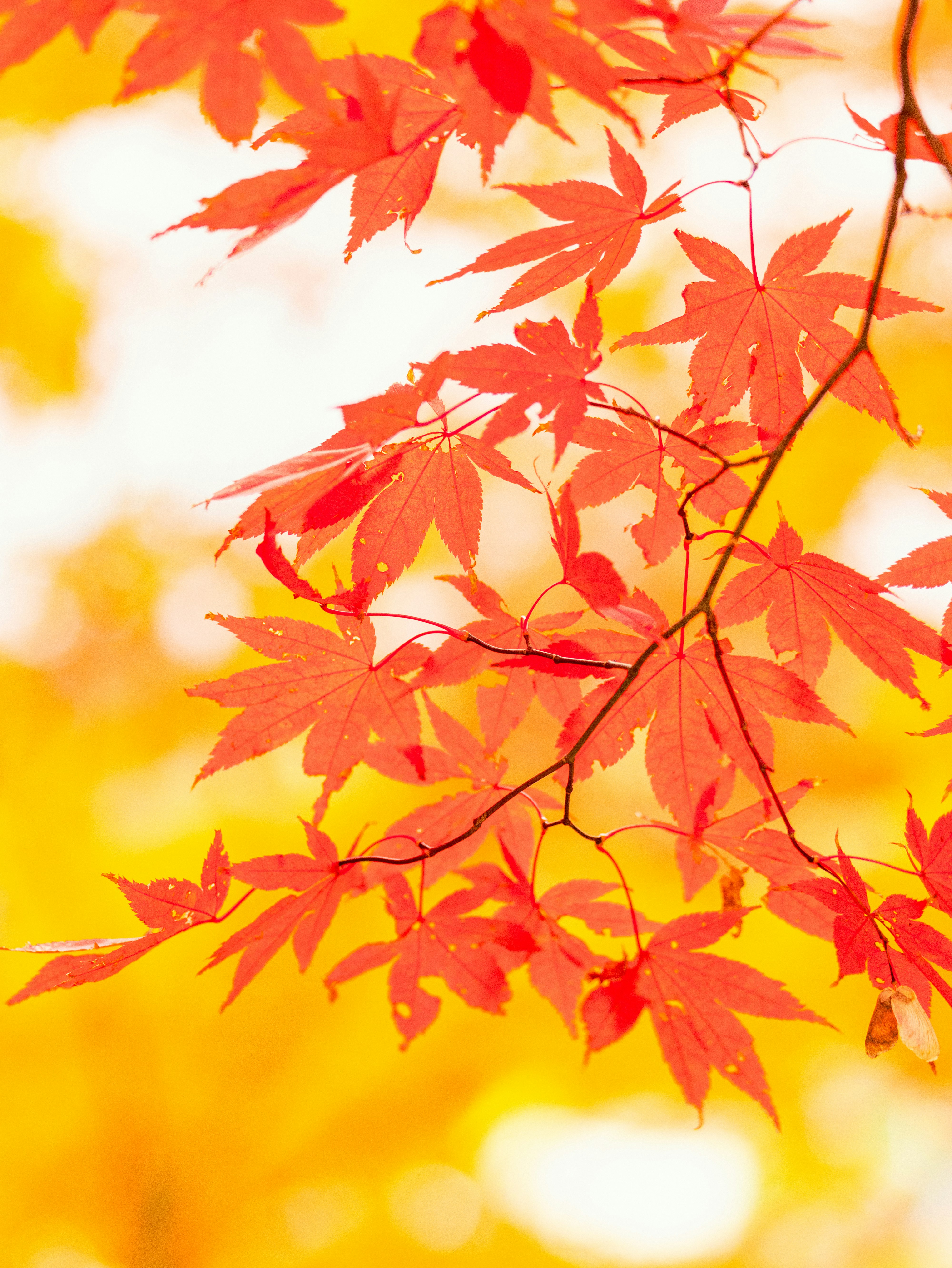 Foglie di acero rosse su sfondo giallo in autunno
