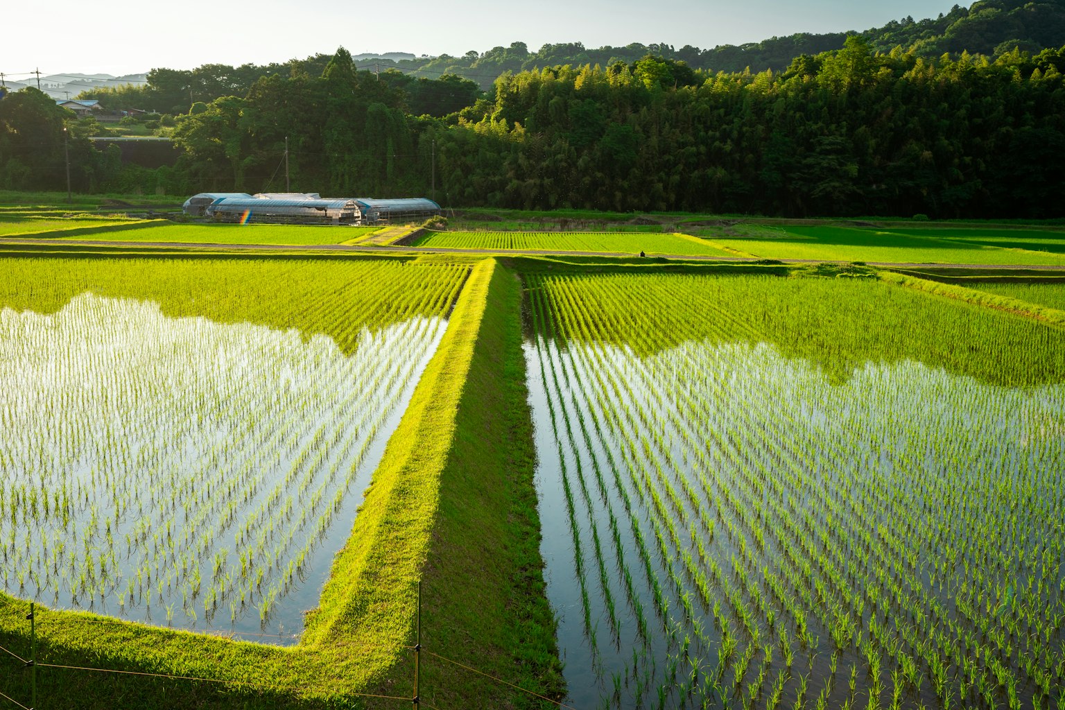 Pemandangan indah sawah hijau dengan pantulan air
