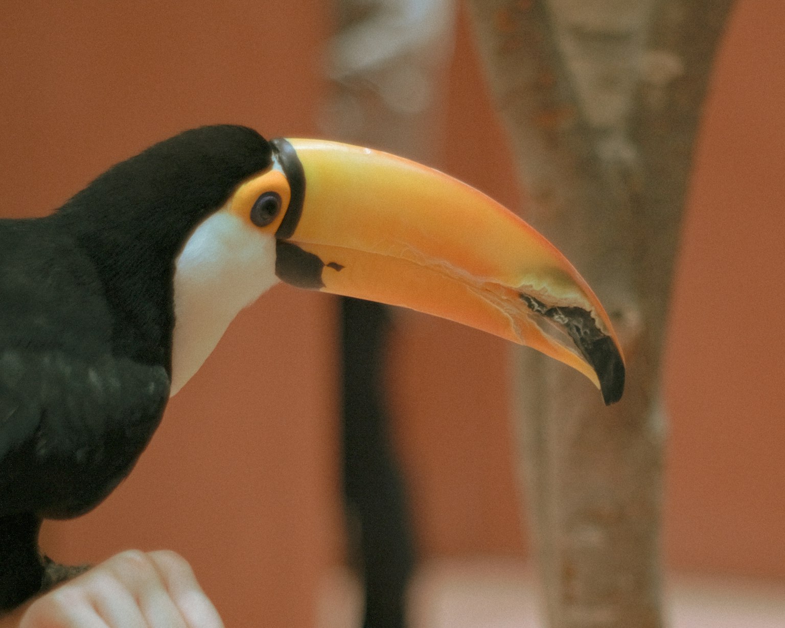 Profile of a toucan with black feathers and a large orange beak