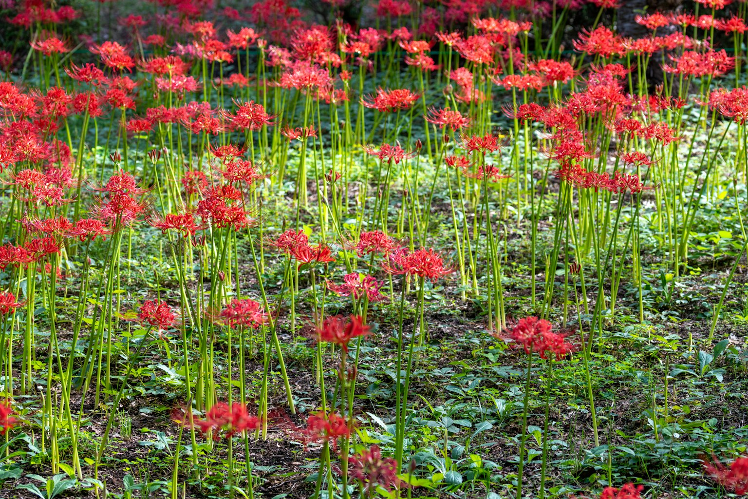 Lapangan bunga lily laba-laba merah cerah yang mekar di rumput hijau