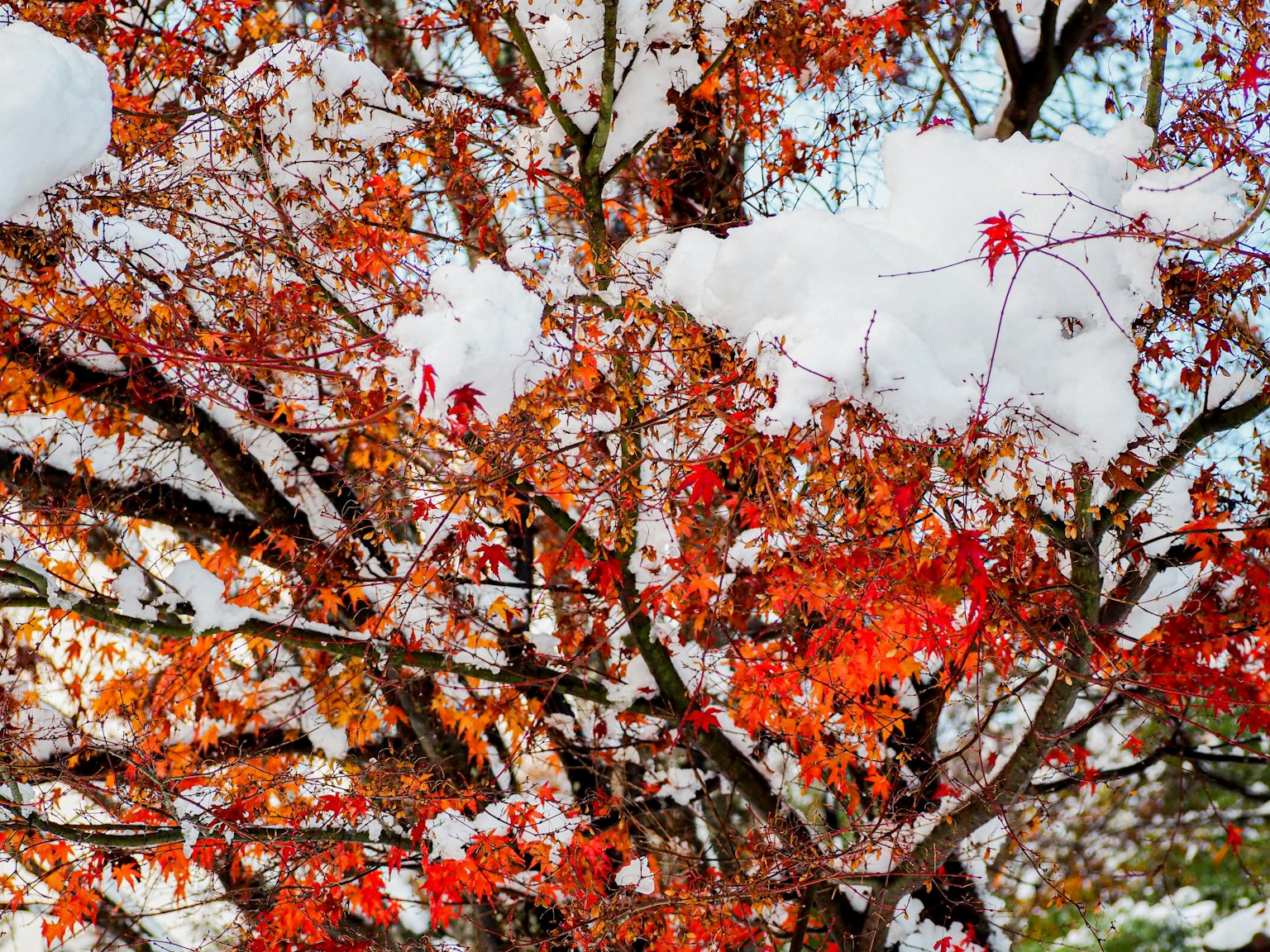 Árbol con hojas de otoño vibrantes cubiertas de nieve