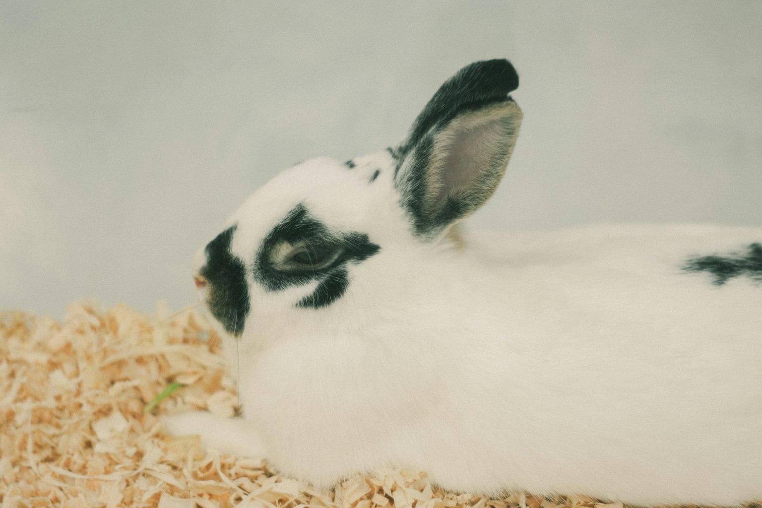 Ein schwarz-weißer Hase, der auf Einstreu liegt