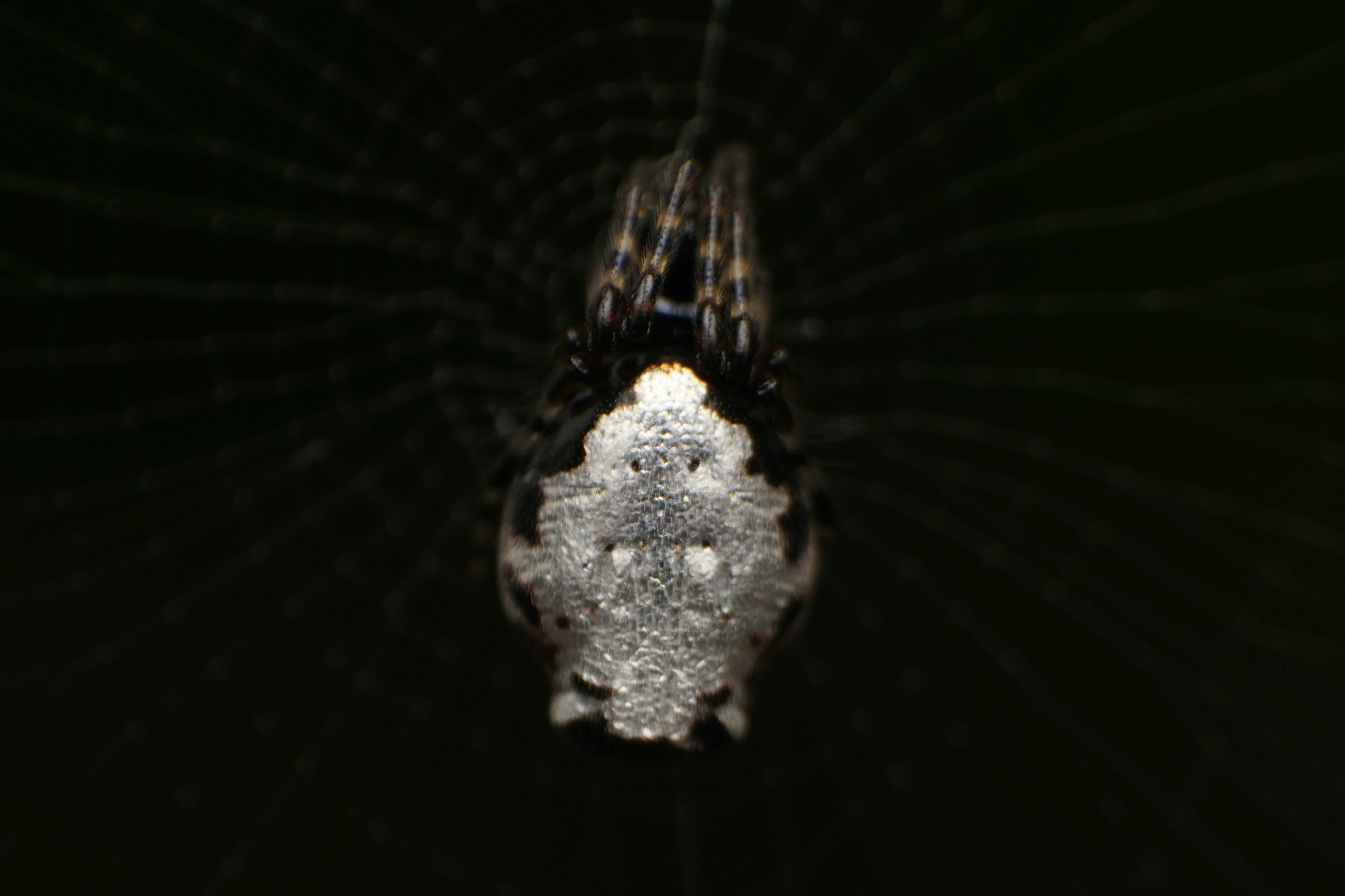 銀メッキゴミグモ（Cyclosa argenteoalba）のクローズアップ画像
