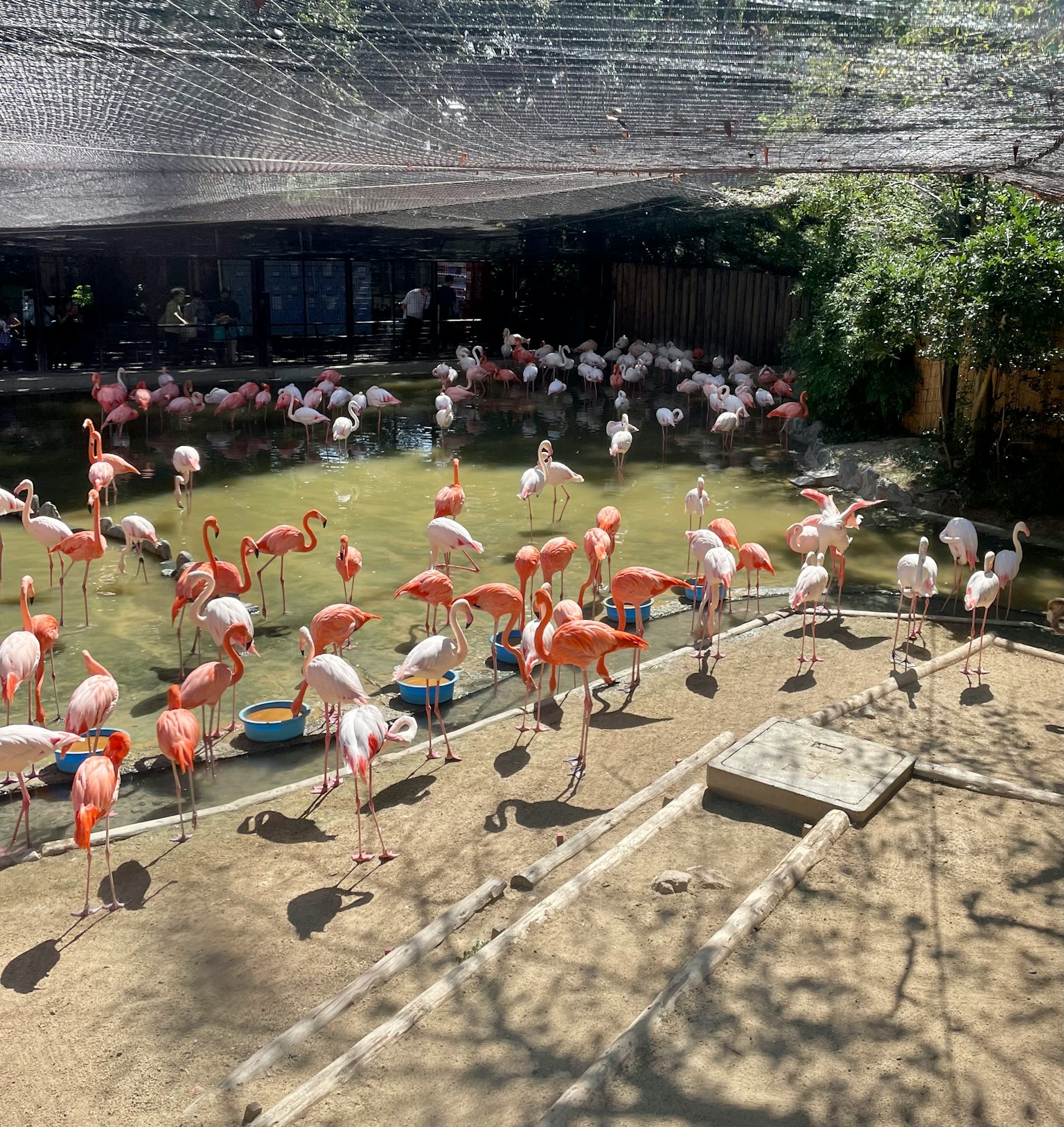 一群火烈鳥聚集在動物園的池塘旁