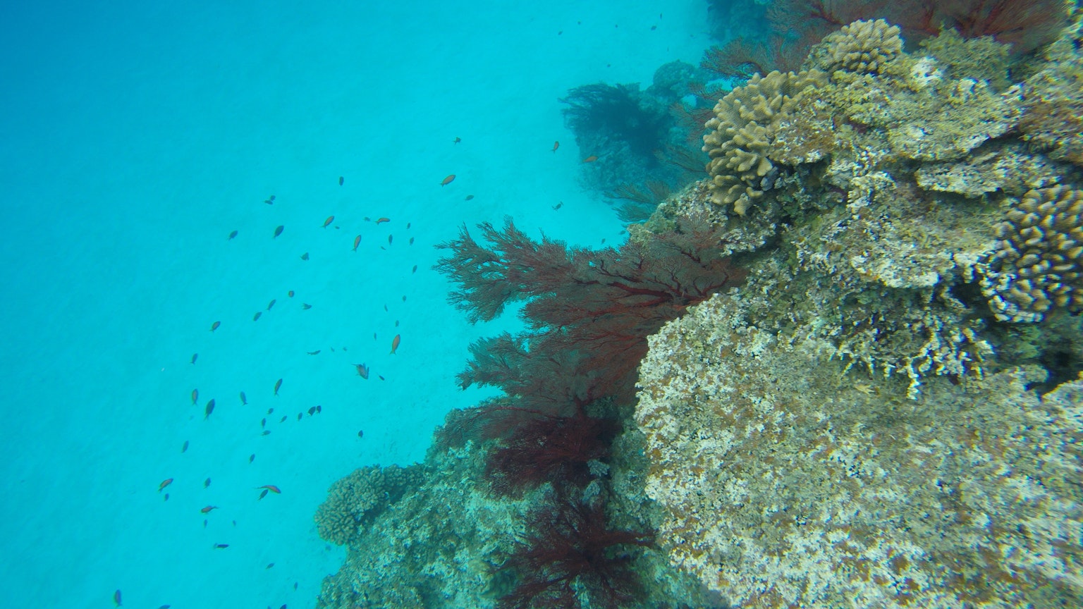 Scena subacquea con barriere coralline e alghe in un oceano blu
