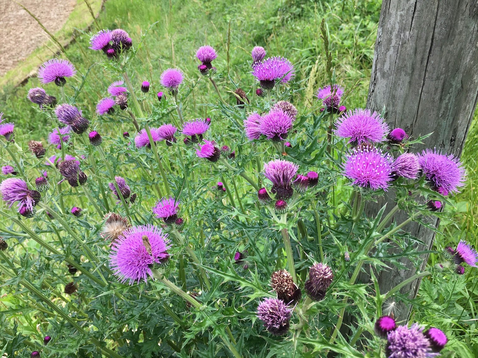 草地上盛開的紫色花朵簇