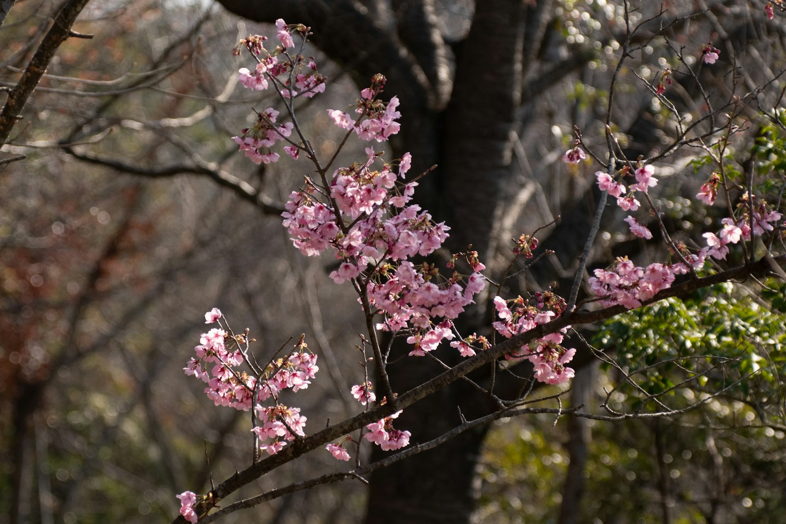 Cherry blossom branch with pink flowers against a blurred background of trees