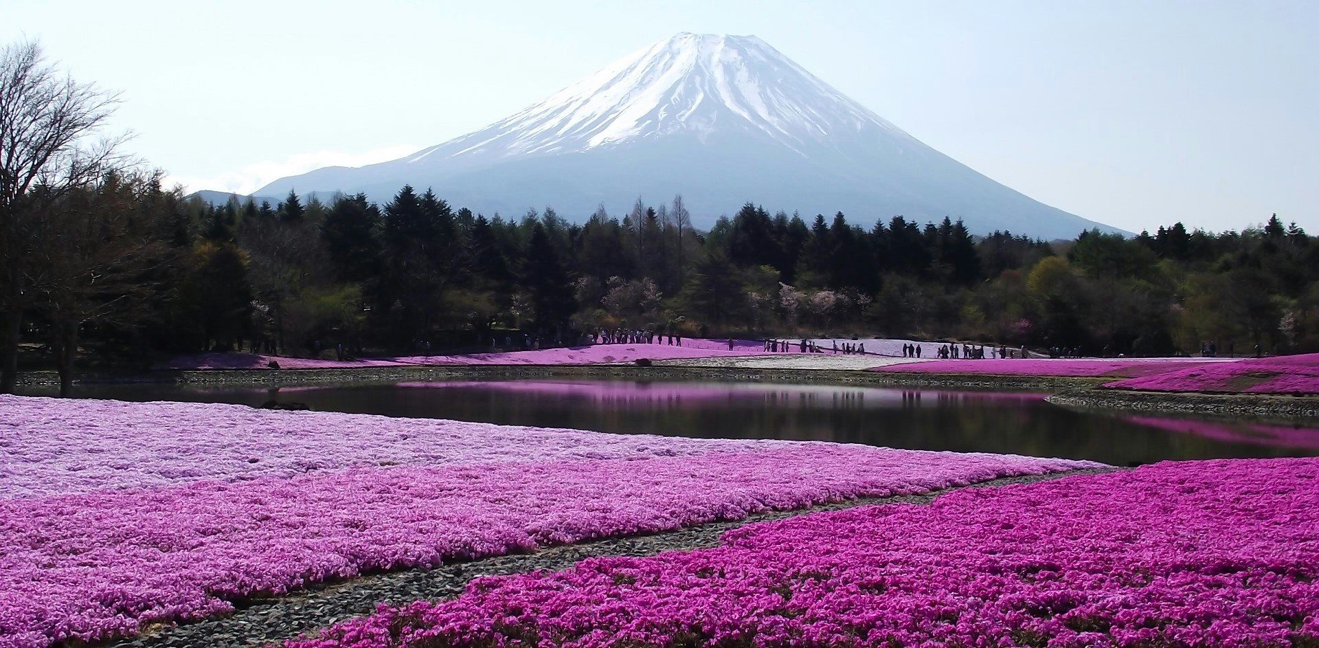 Lila Blumenfeld und Seeblick mit Blick auf den Mount Fuji