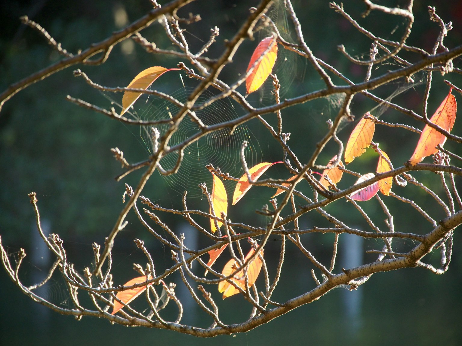 Nahaufnahme von Zweigen mit herbstlich gefärbten Blättern