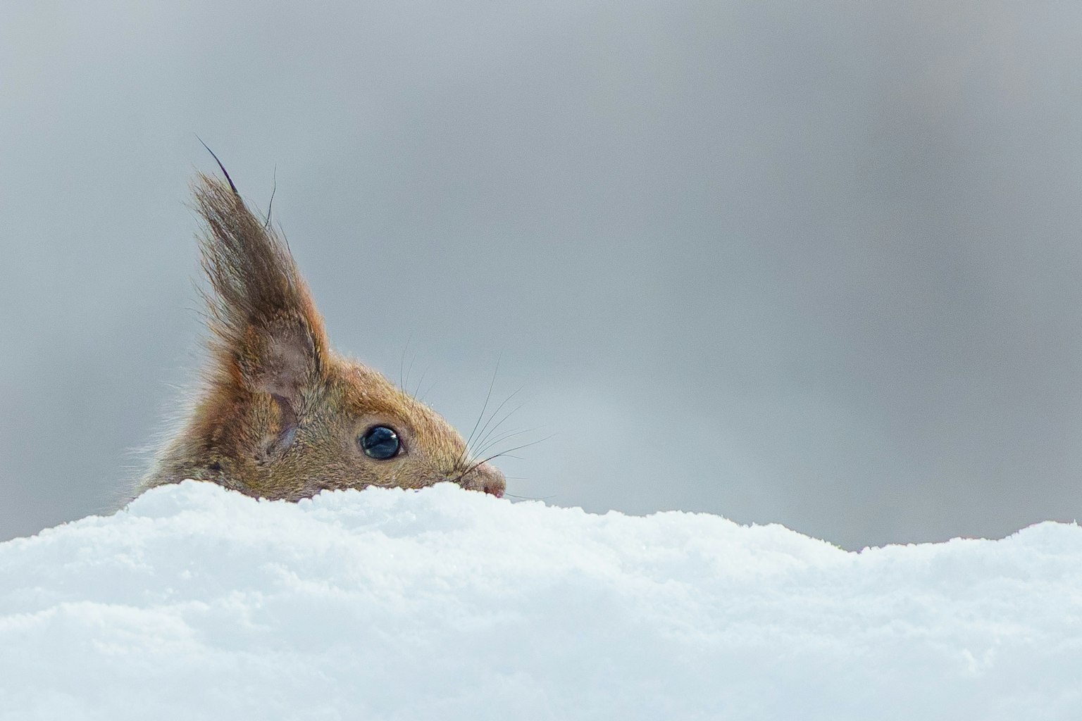 Testa e orecchie di uno scoiattolo che spuntano dalla neve