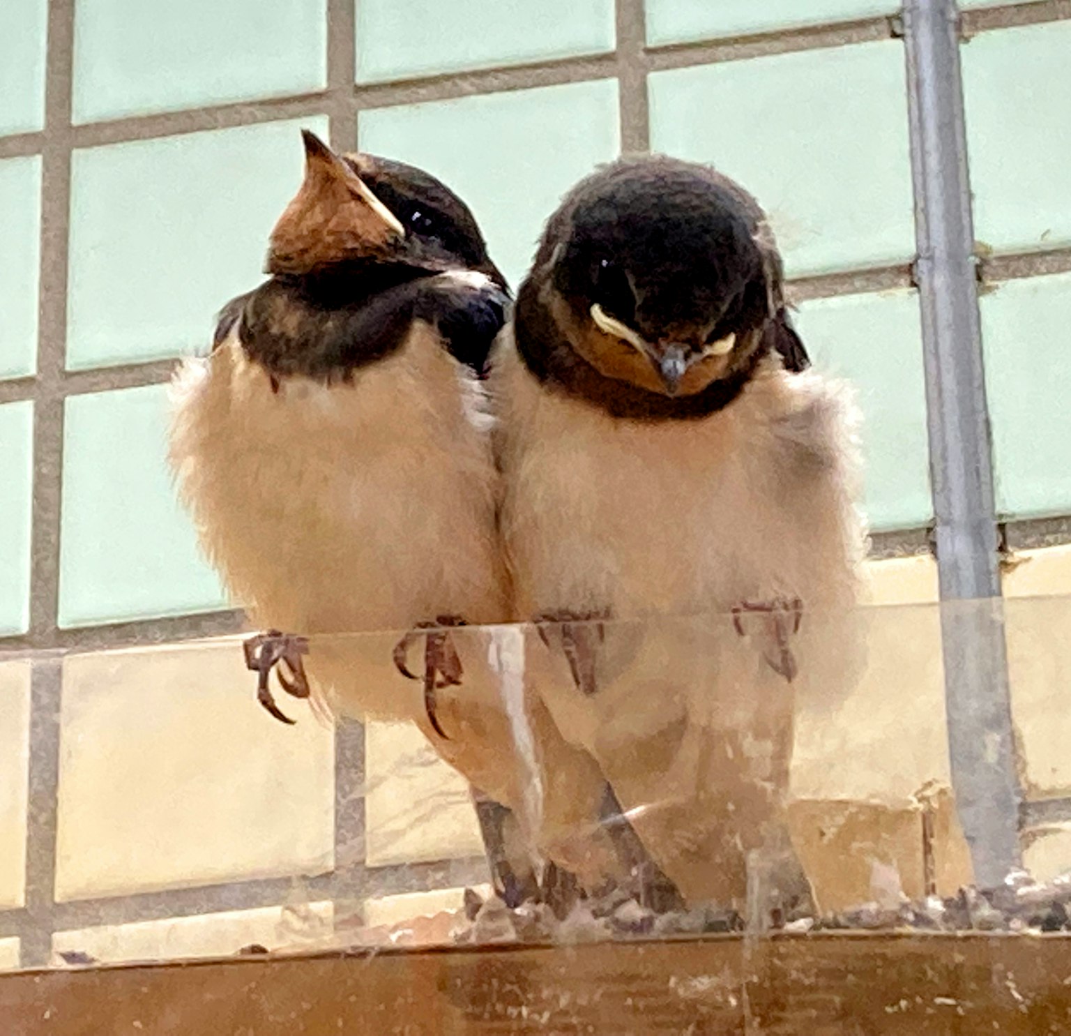 Due piccoli uccelli si abbracciano