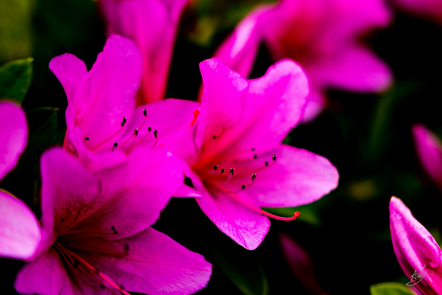 Lebendige rosa Azaleenblüten in voller Blüte