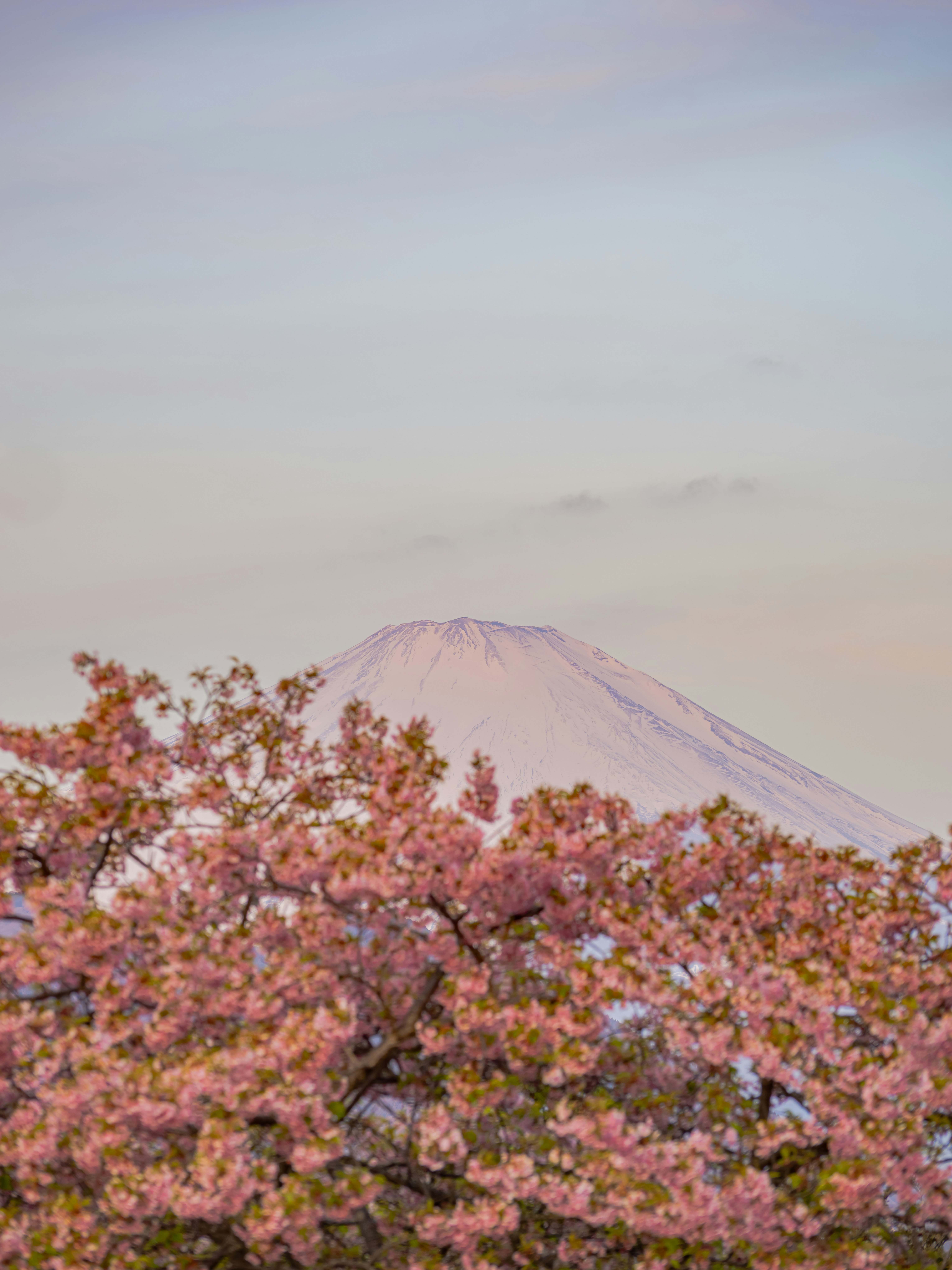 桜の花咲く前景と遠くにそびえる山