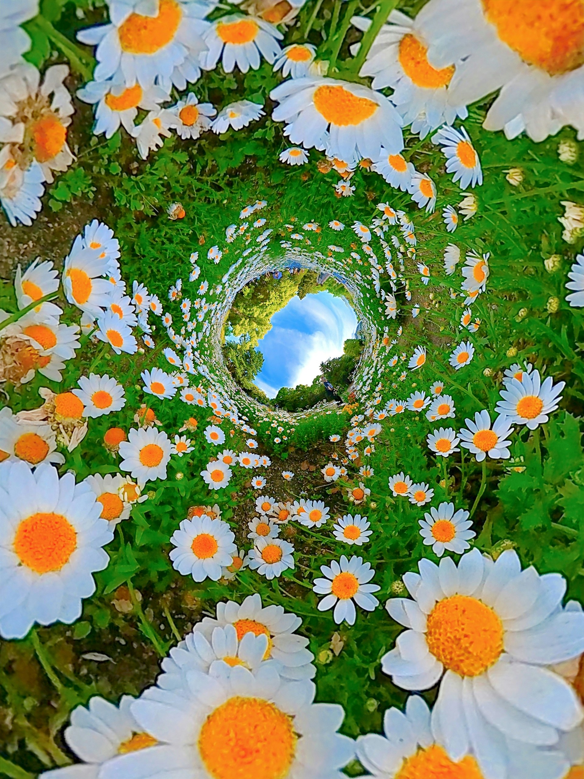 カラフルな花畑に広がる花のトンネルのような小道
