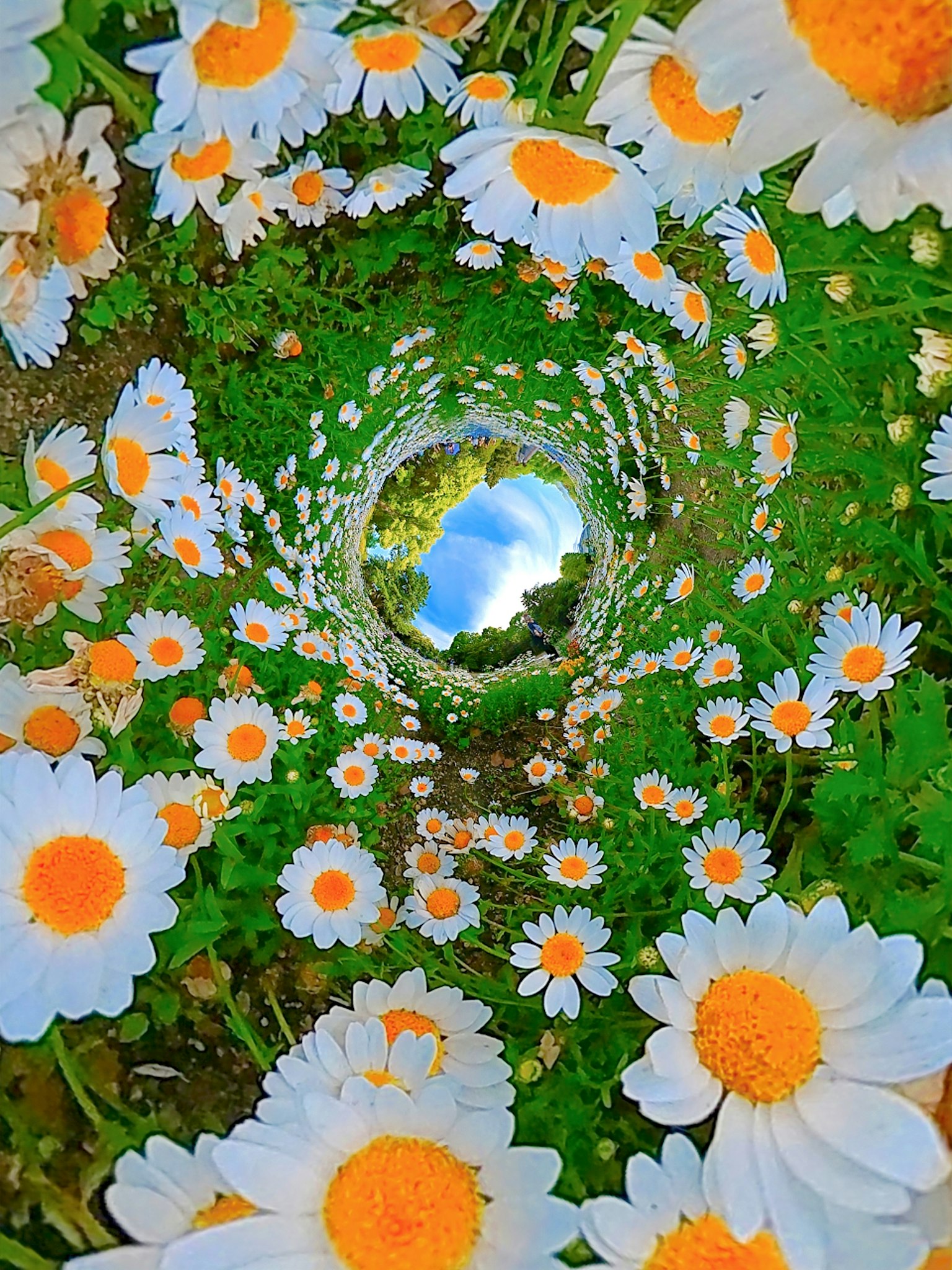 Vista a spirale fantasiosa di fiori di margherita bianchi circondati da erba verde e uno scorcio di cielo blu