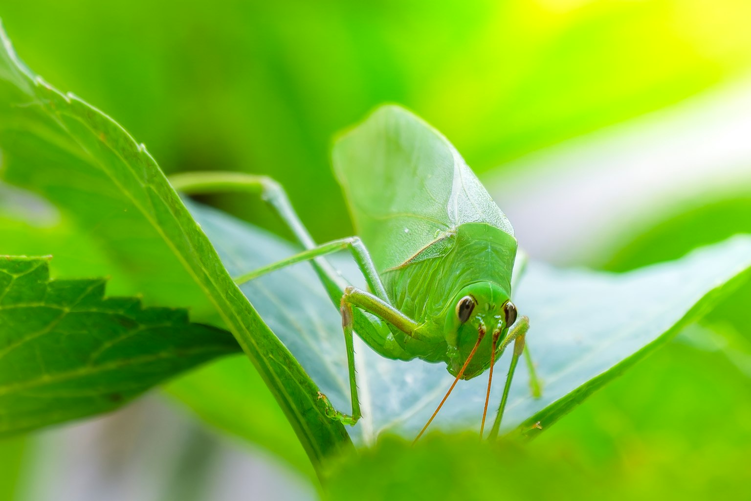 Gros plan d'une sauterelle verte sur des feuilles vertes