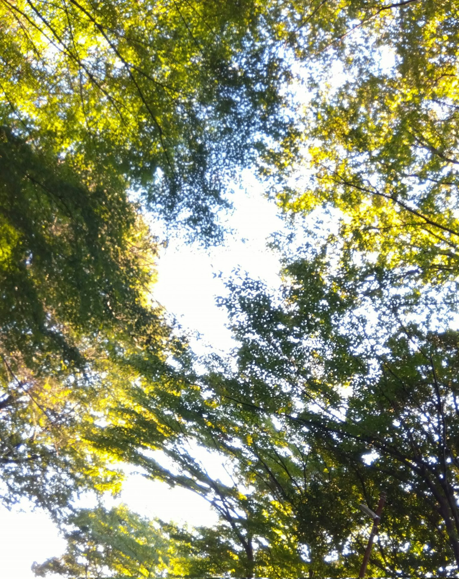 View of green foliage with blue sky peeking through trees