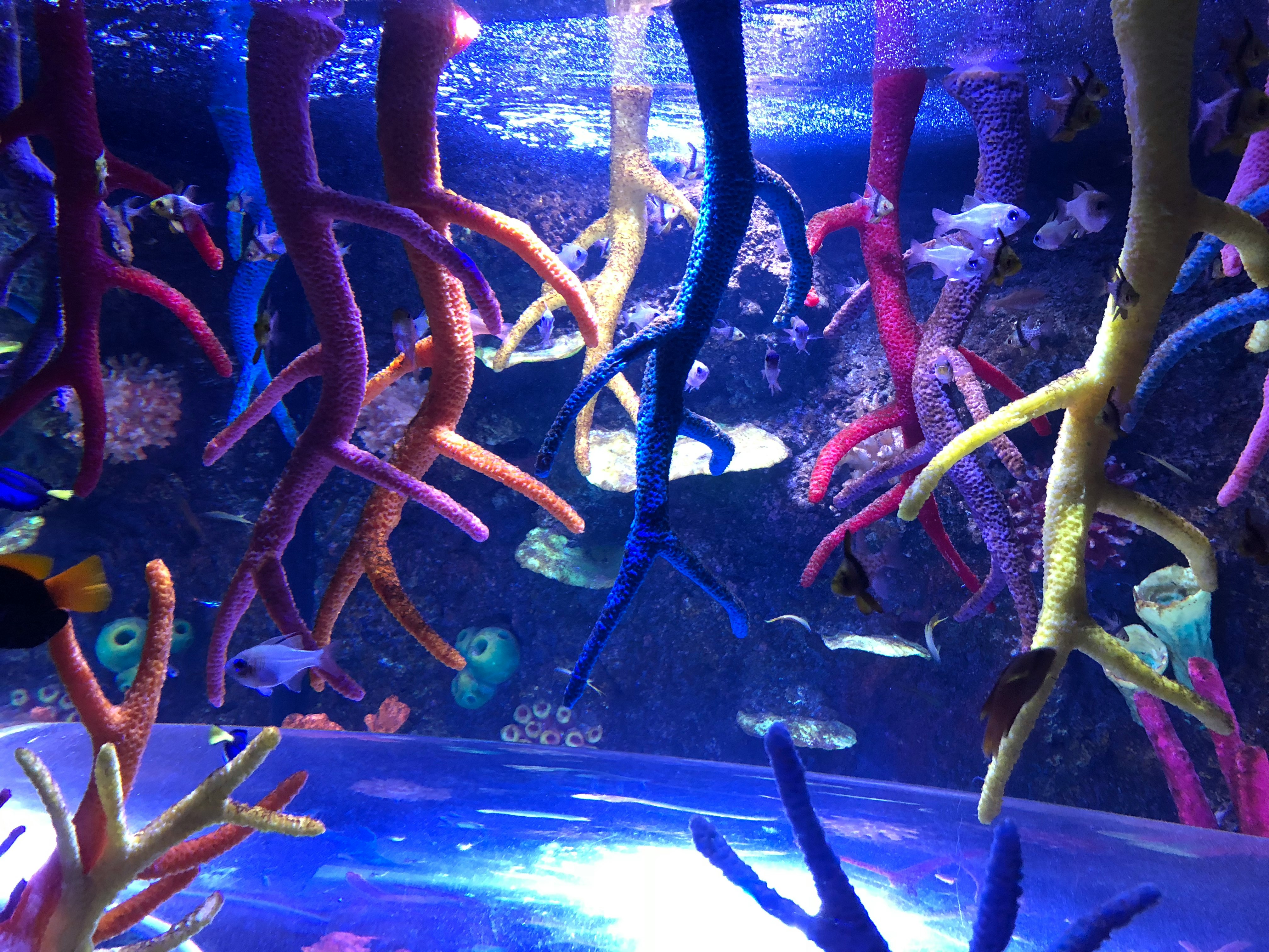 カラフルな珊瑚と魚が見える水中の景色