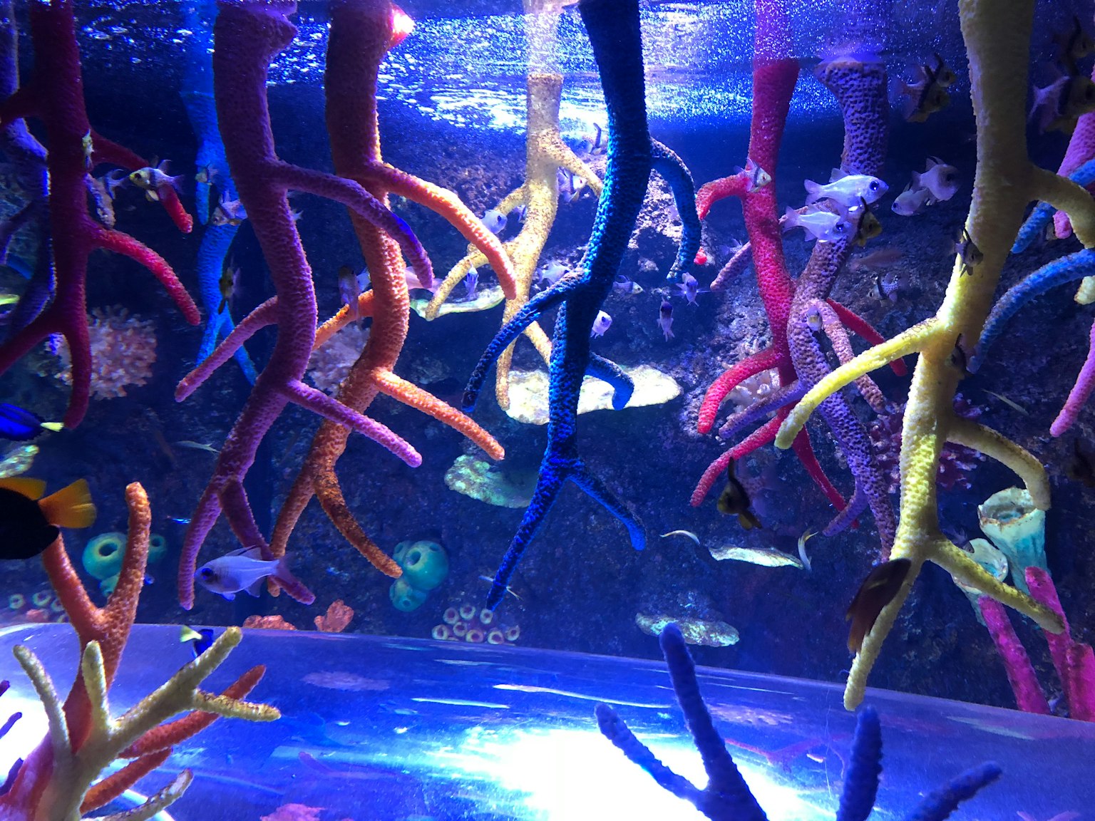 Underwater scene featuring colorful corals and fish