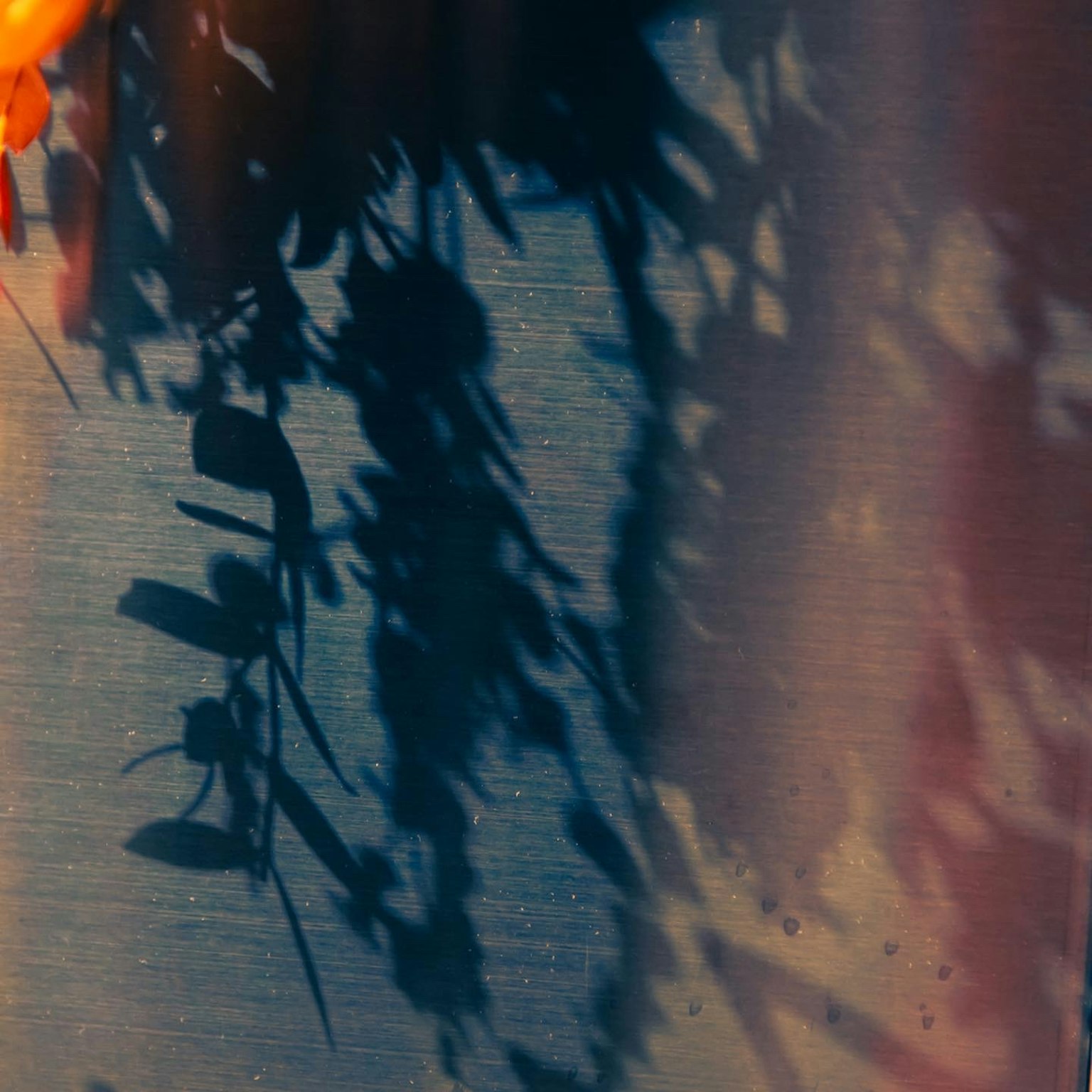 Silhouette von Pflanzen, die Schatten auf einem blauen Hintergrund mit einer orangefarbenen Blume werfen
