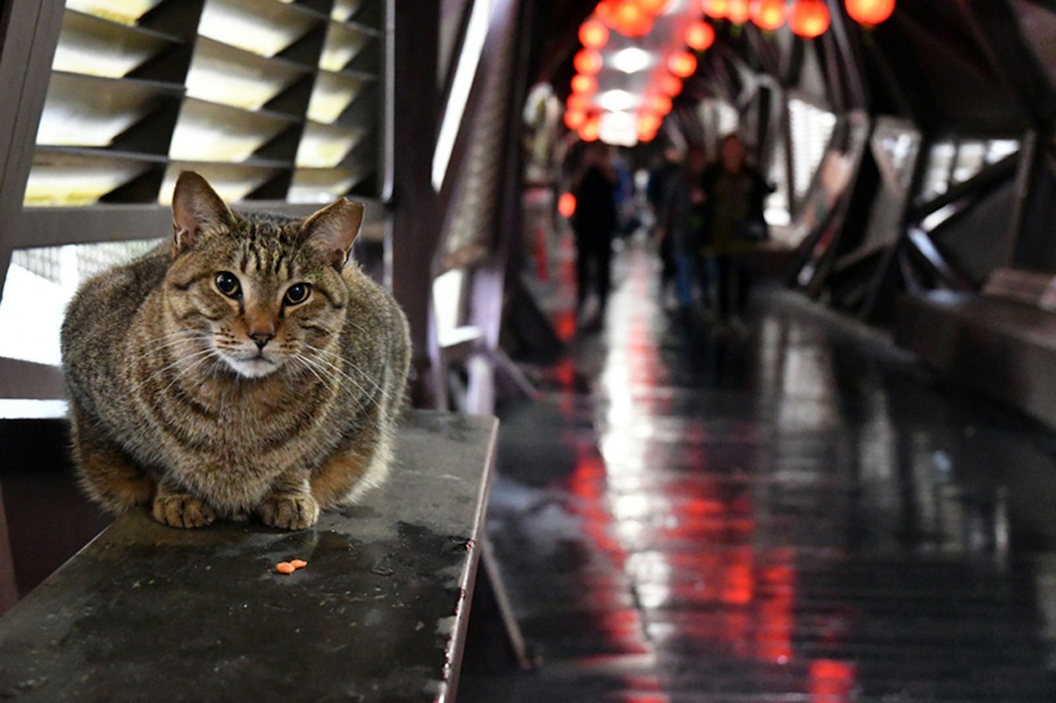 Seekor kucing beristirahat di tepi di koridor dengan sosok kabur dan lentera merah di latar belakang