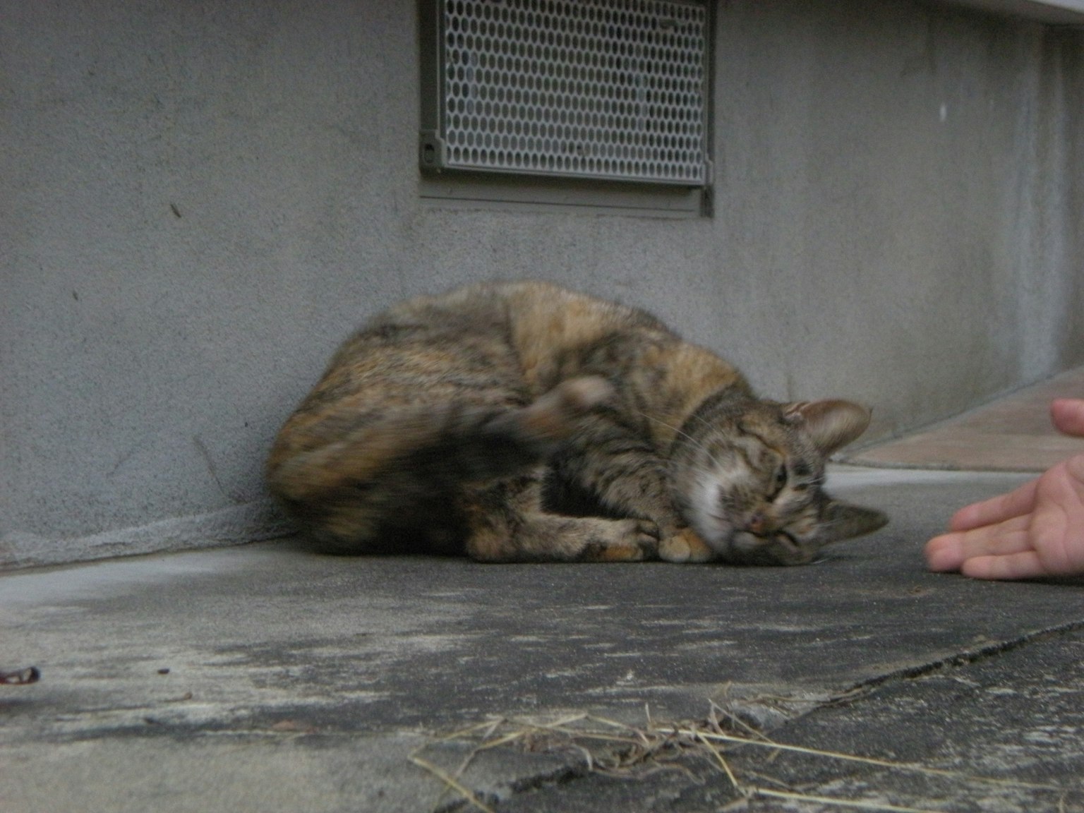 Un gatto arrotolato vicino a una mano umana che si avvicina