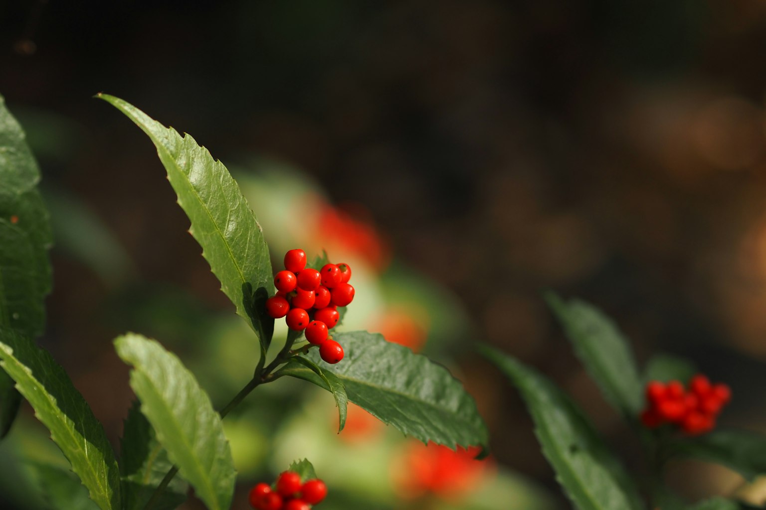 Nahaufnahme einer Pflanze mit roten Beeren und grünen Blättern