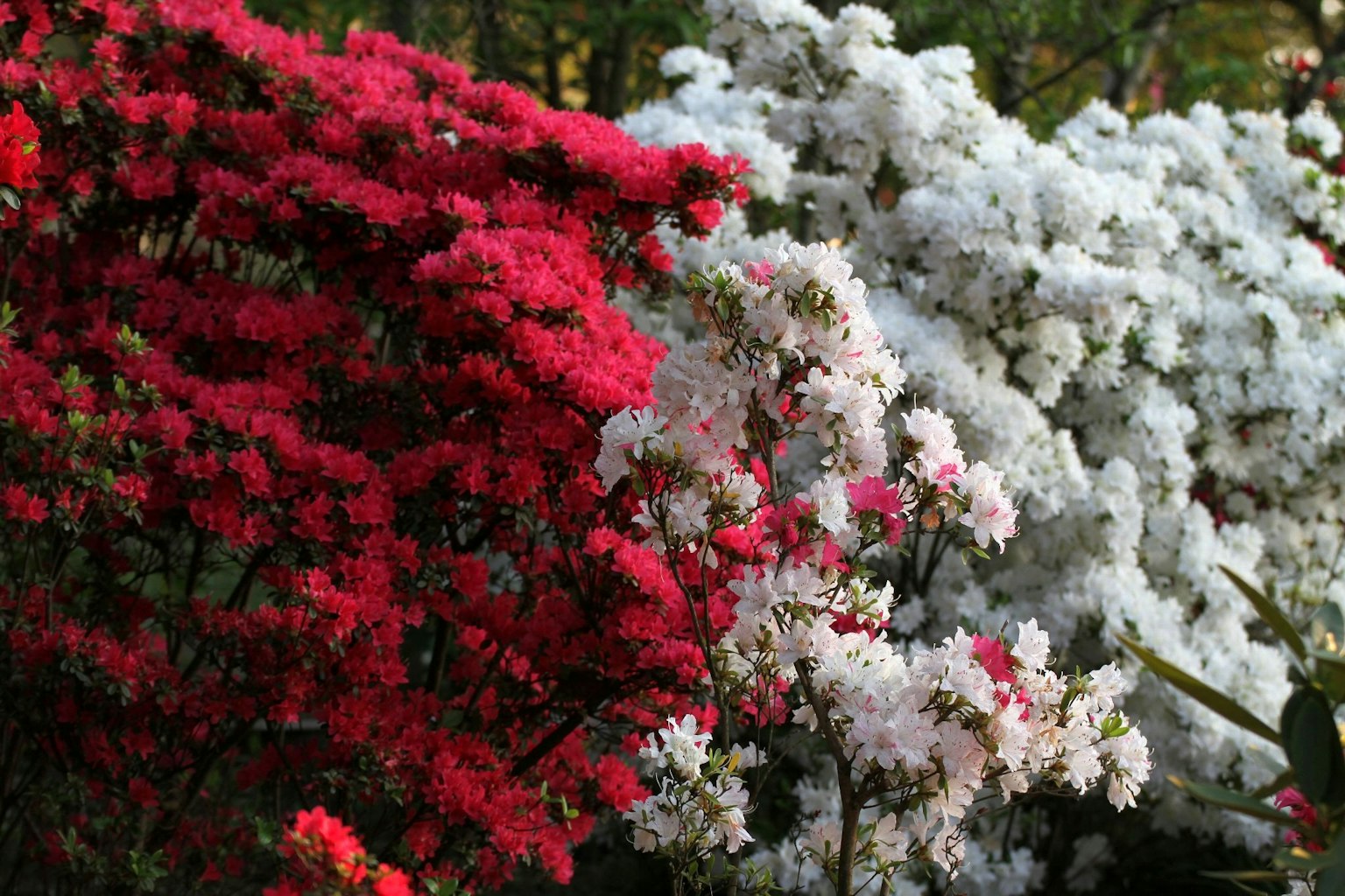 Landscape with blooming red and white azaleas