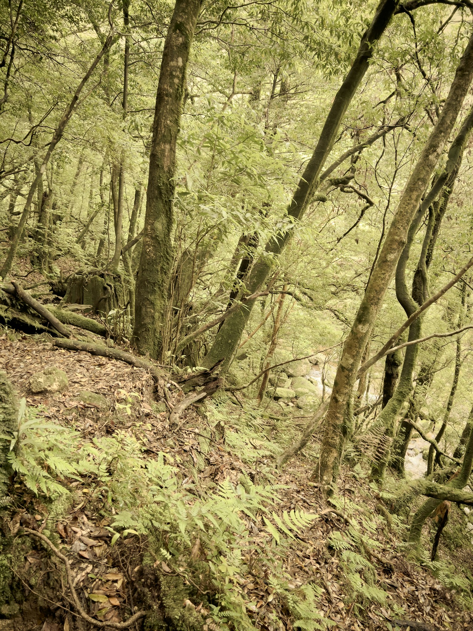 Paesaggio forestale lussureggiante con alberi e felci visibili