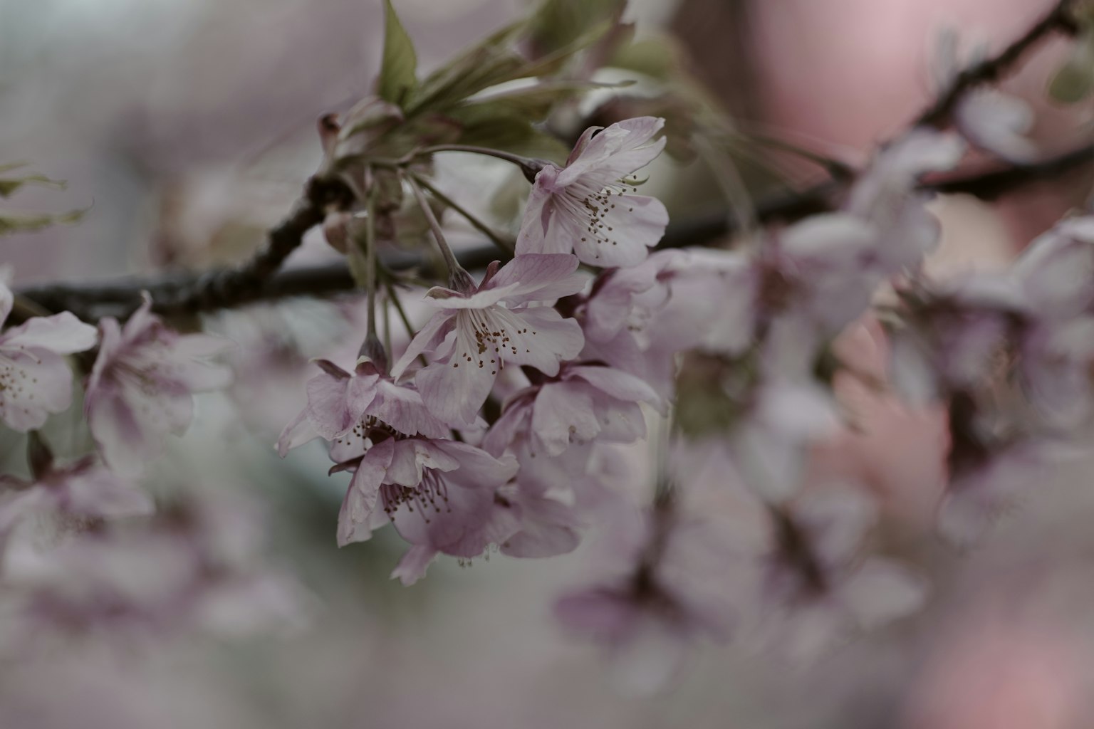 Close-up of cherry blossom flowers on a branch