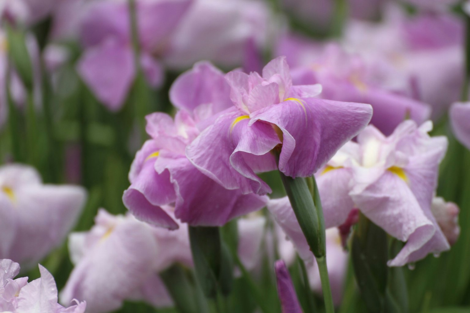 Feld mit blühenden lila Tulpen und zarten Blütenblättern