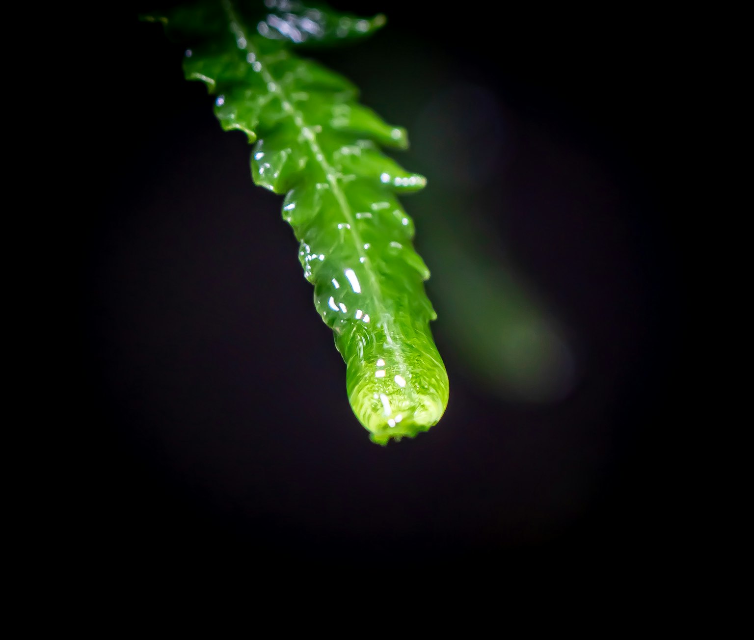 Gros plan sur une petite chenille verte sur une feuille verte