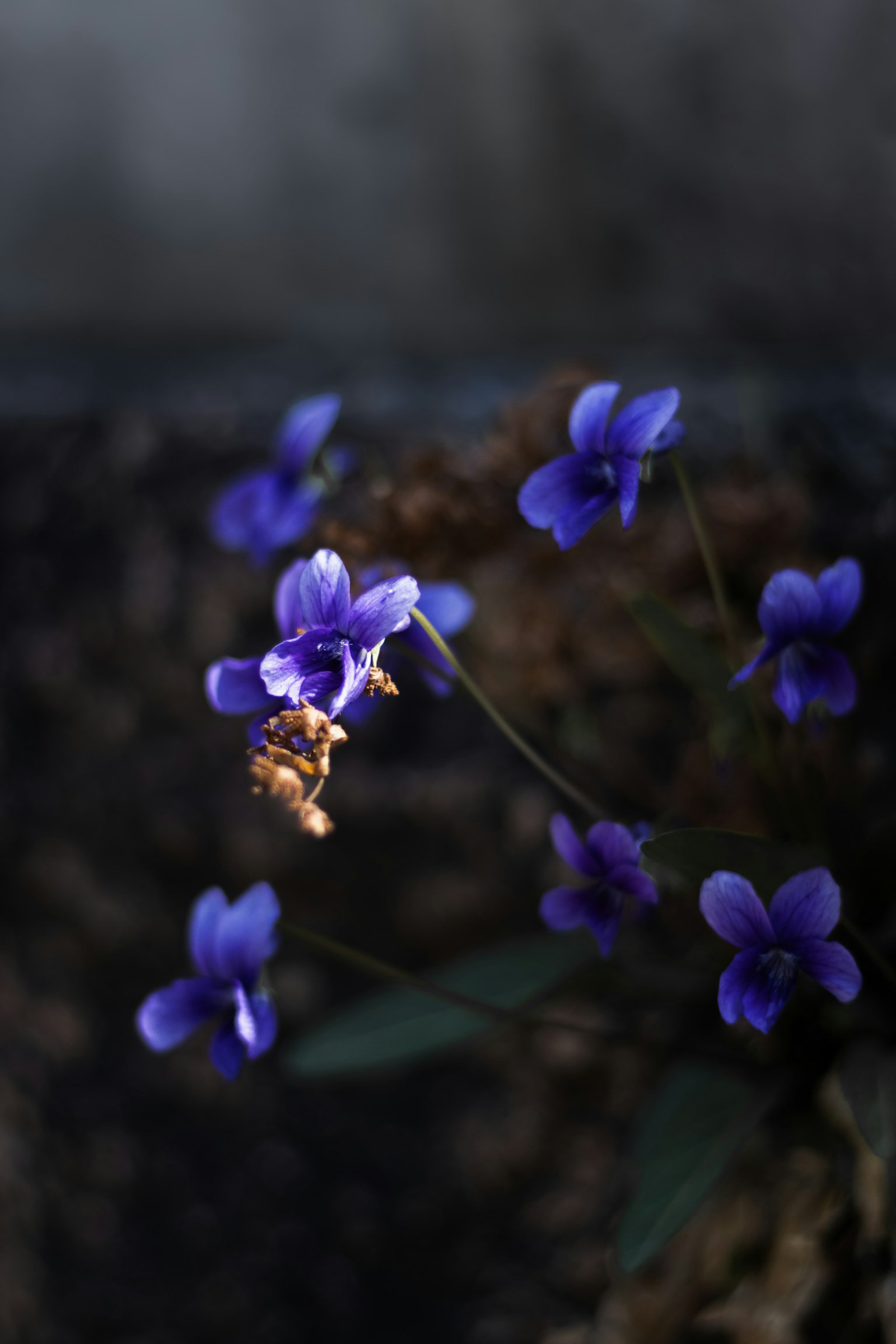 Primer plano de flores moradas con un fondo borroso que muestra pétalos delicados