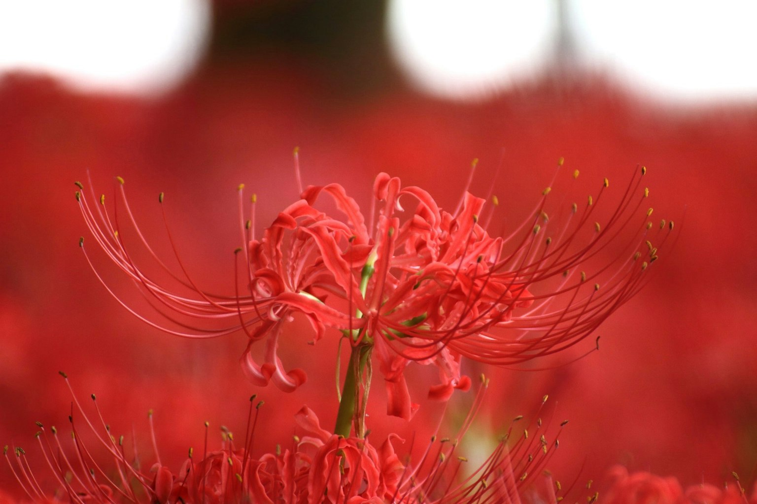 Gros plan sur des lys araignées rouges en fleurs