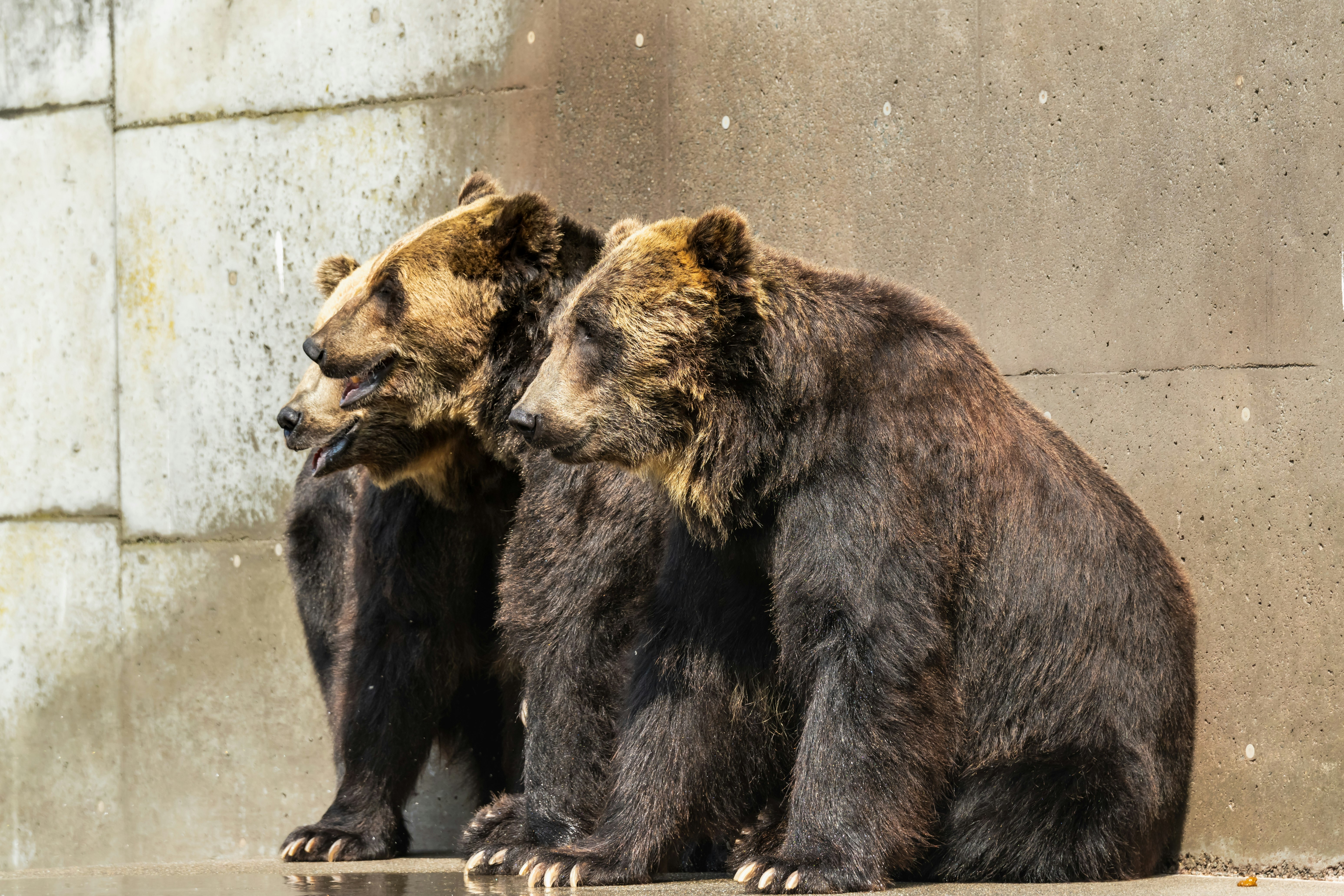 北海道・昭和新山熊牧場のヒグマが水を浴びて笑顔のように見える場面