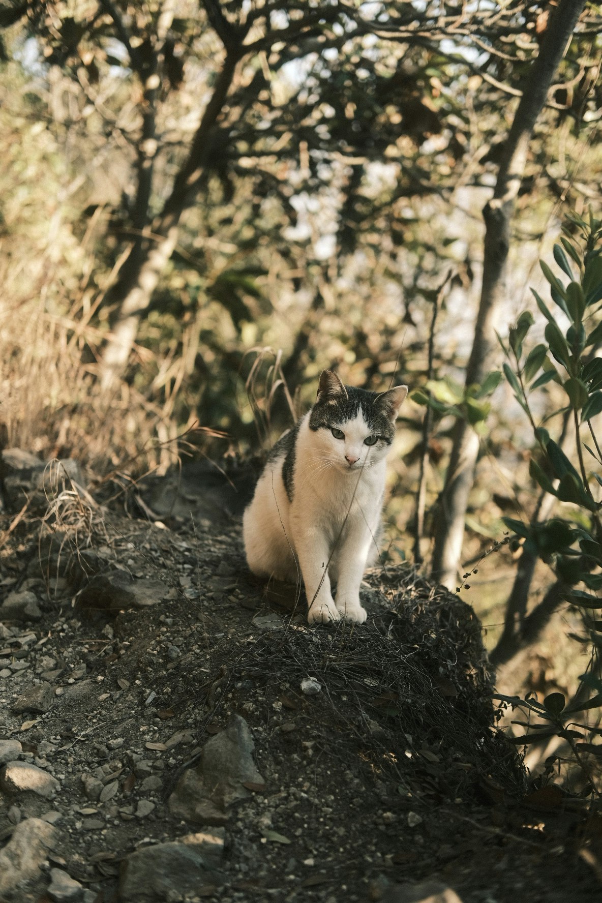 gatto seduto su una roccia lungo un sentiero naturale tra i cespugli