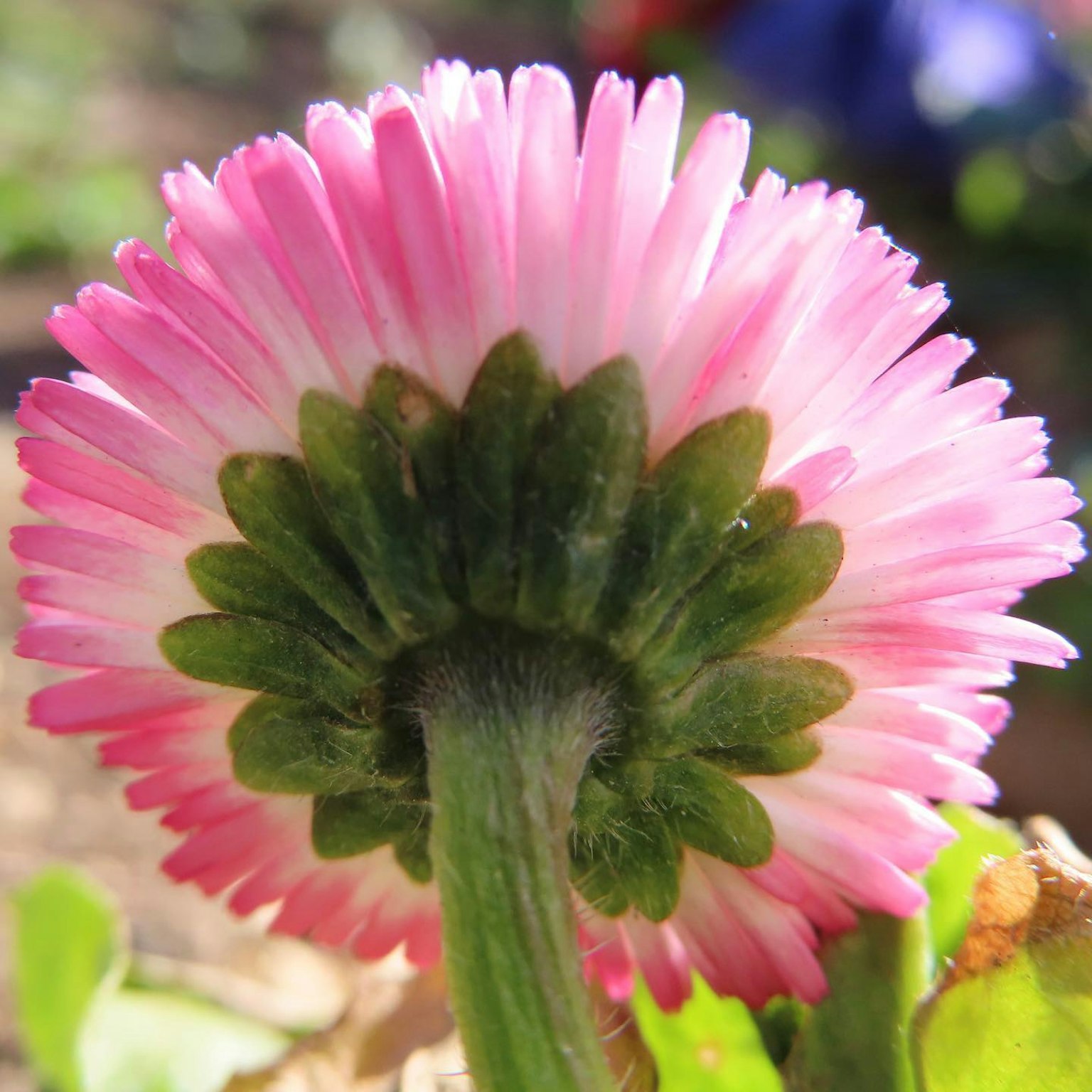 Gros plan de l'envers d'une fleur avec des pétales roses