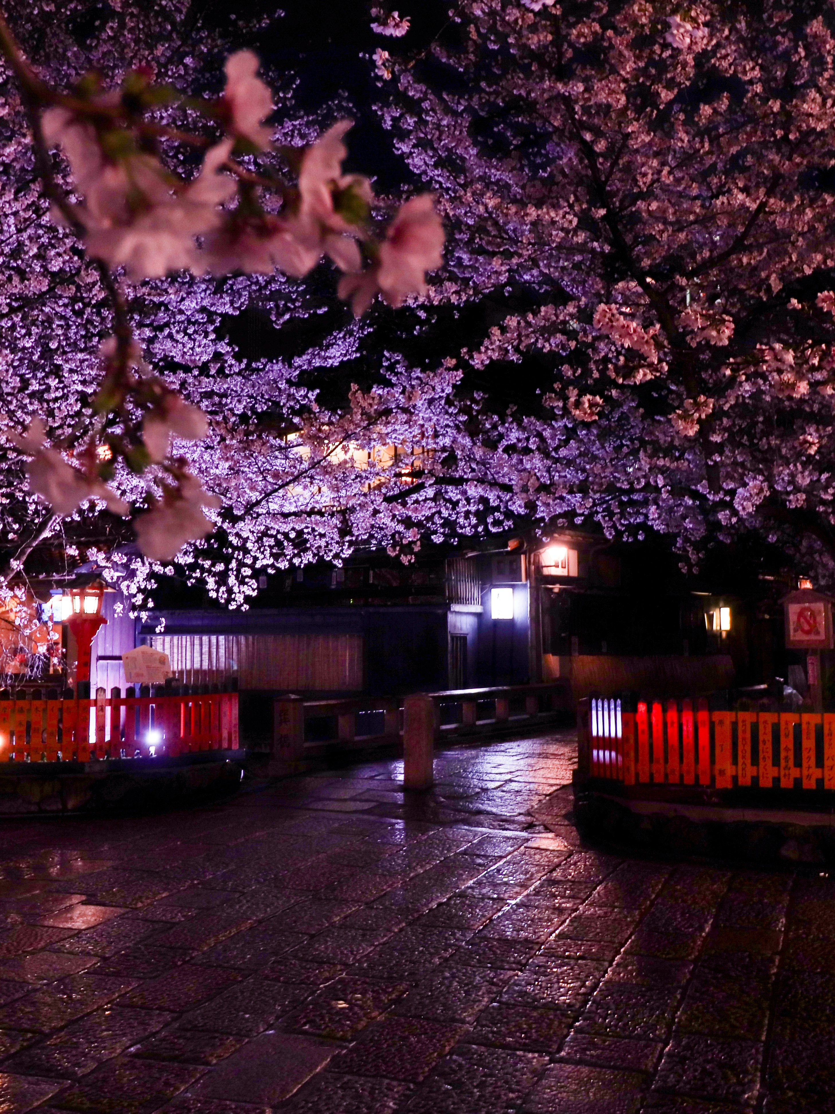 雨夜の祇園白川で咲く桜並木と灯りの路地