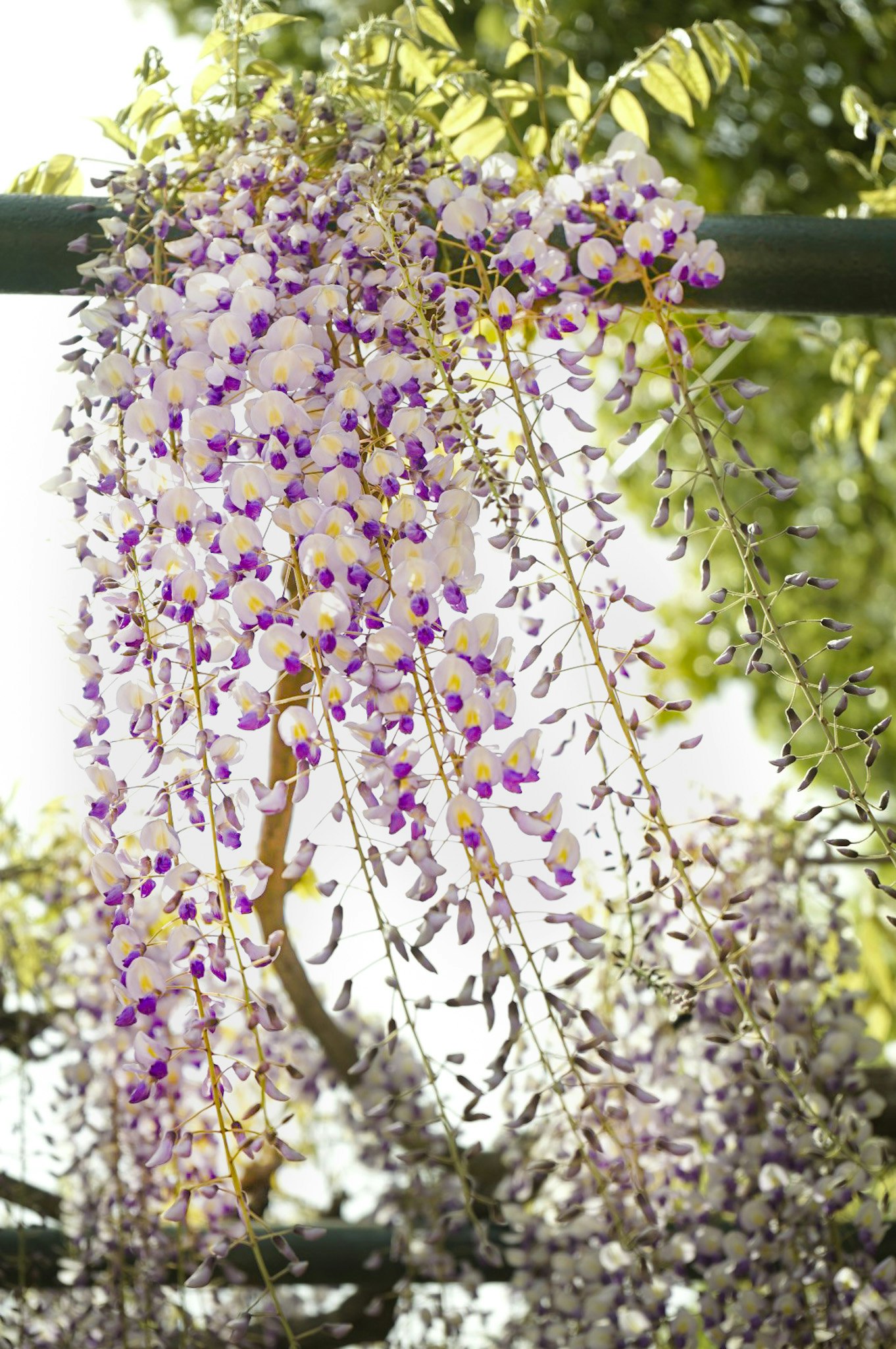 grappoli di fiori viola pendenti su un albero in un giardino