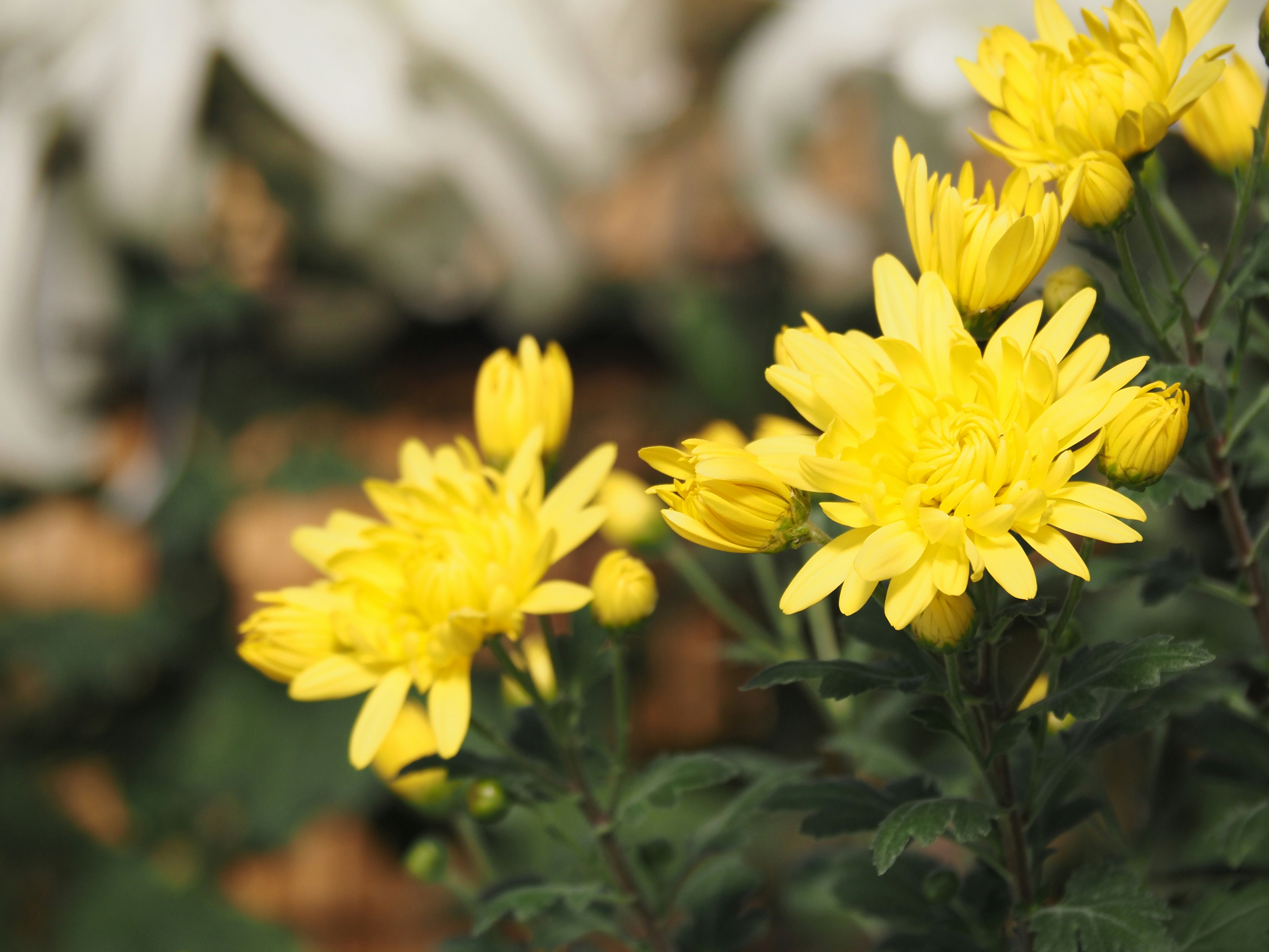 鮮やかな黄色の菊の花が咲いている背景には白い花が見える